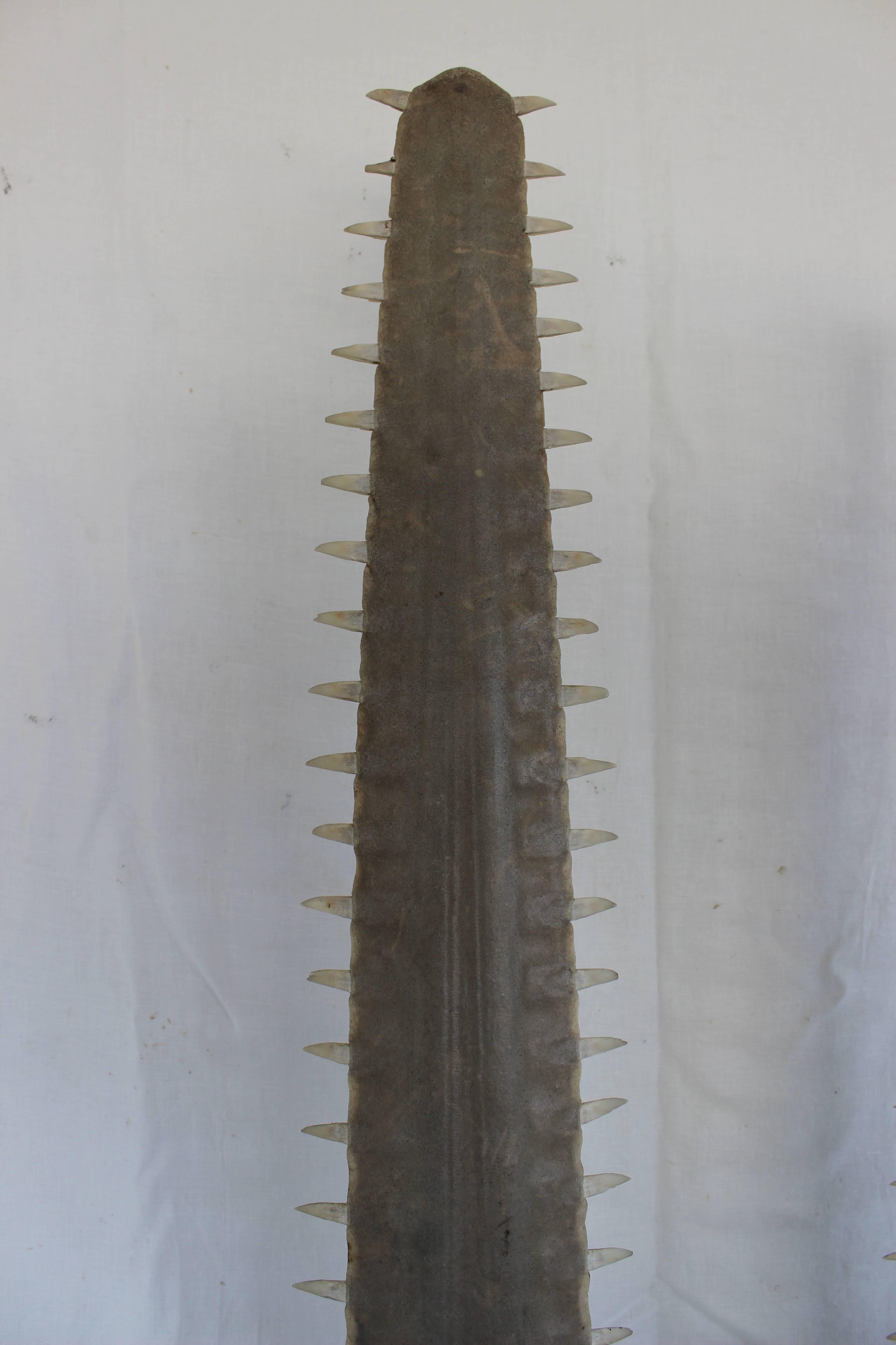Monumental Pair of Sawfish Bills In Good Condition In East Hampton, NY