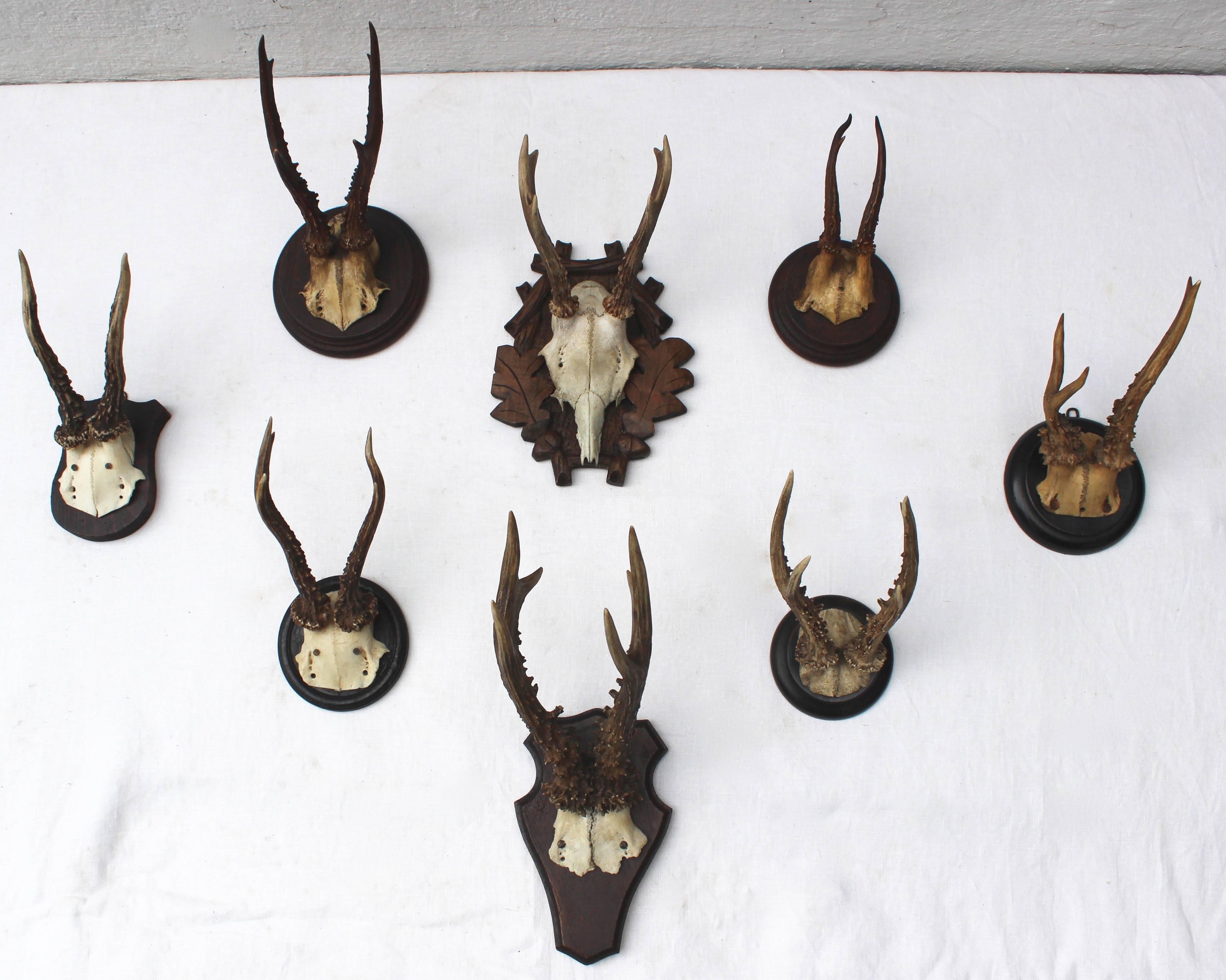 Set of eight antique deer trophies.

Largest measures: 4.5"W x 8"D x 12"H.