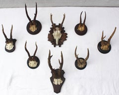 Set of Eight Antique Deer Trophies