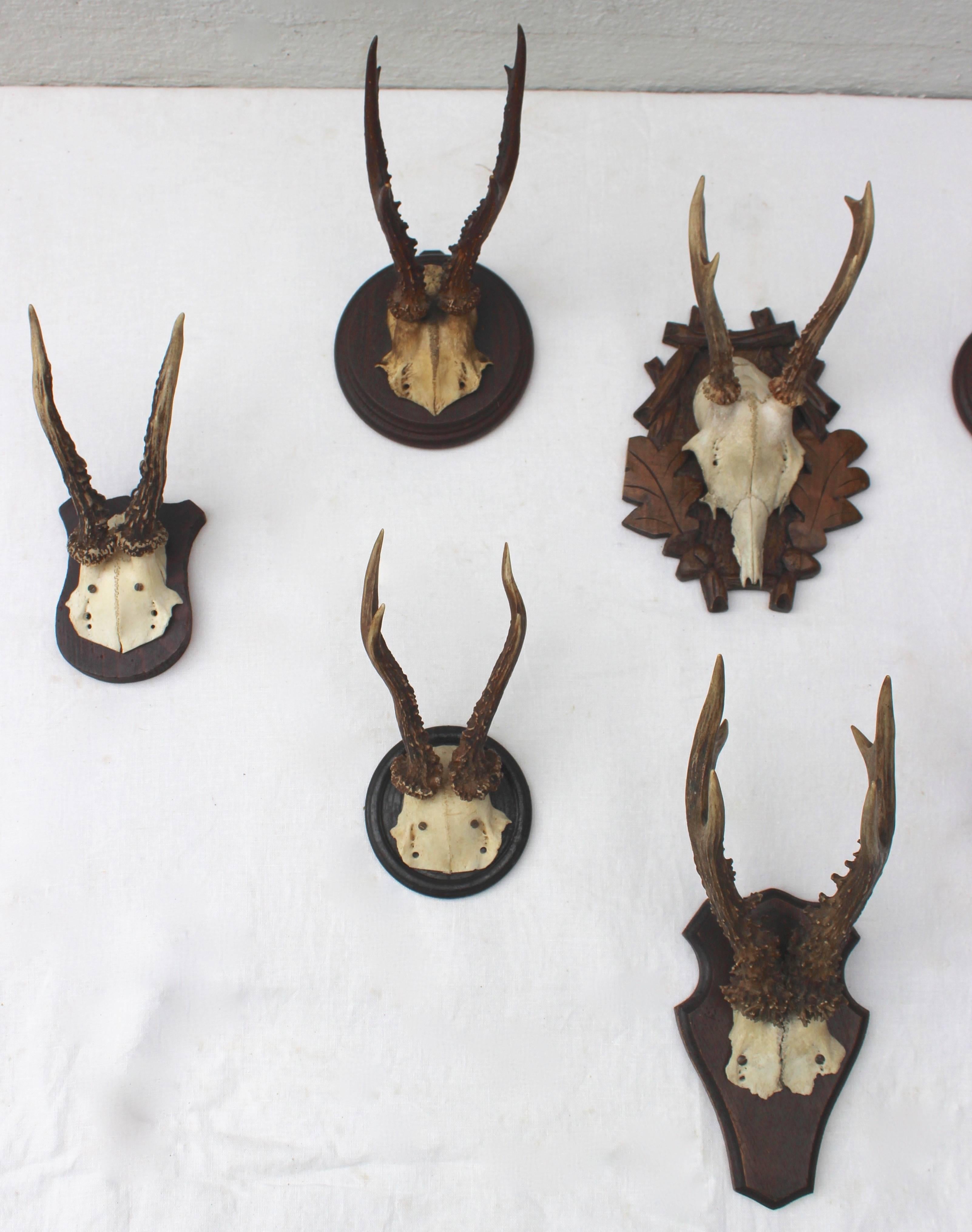 Set of Eight Antique Deer Trophies In Excellent Condition In East Hampton, NY