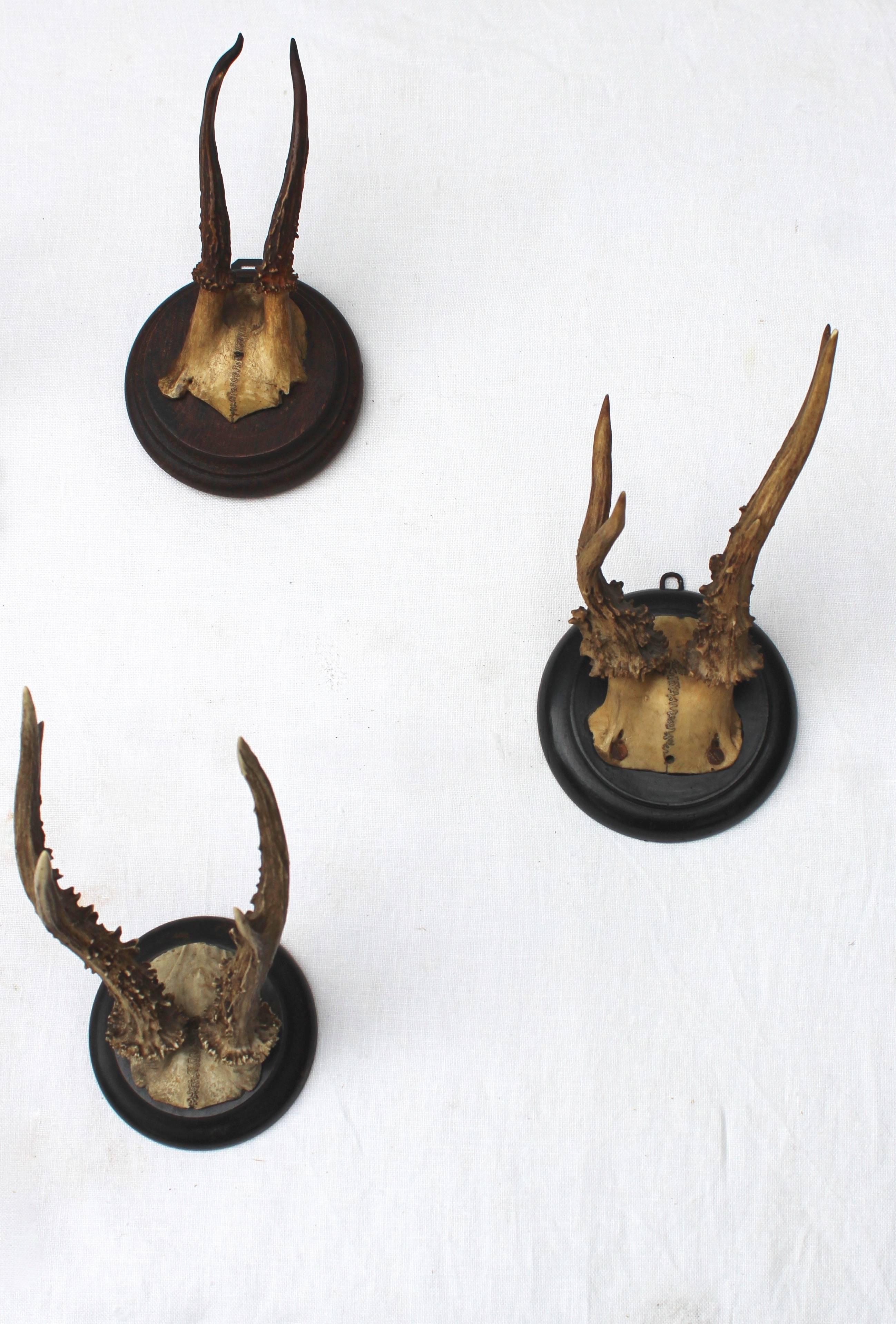 20th Century Set of Eight Antique Deer Trophies