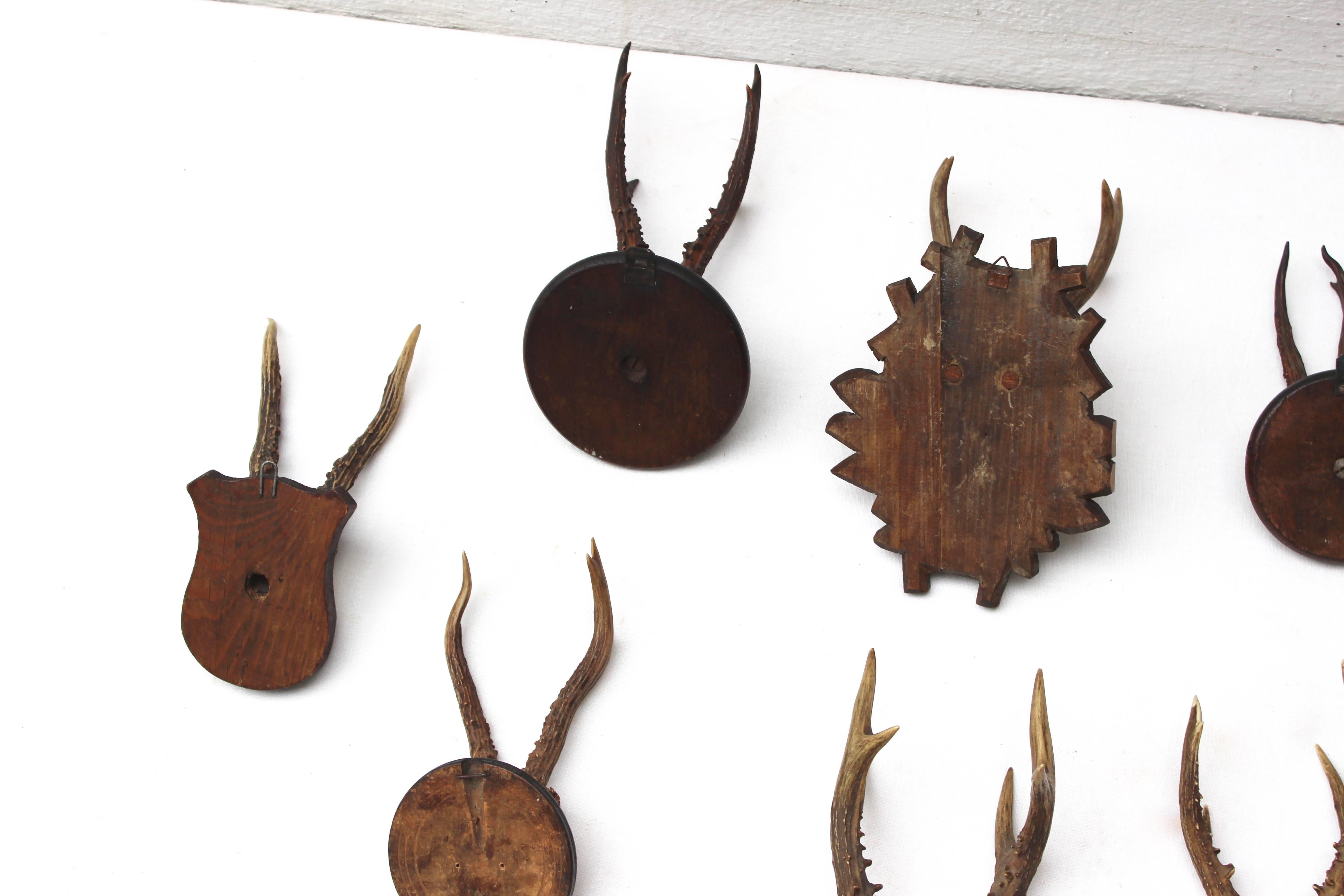 Set of Eight Antique Deer Trophies 1