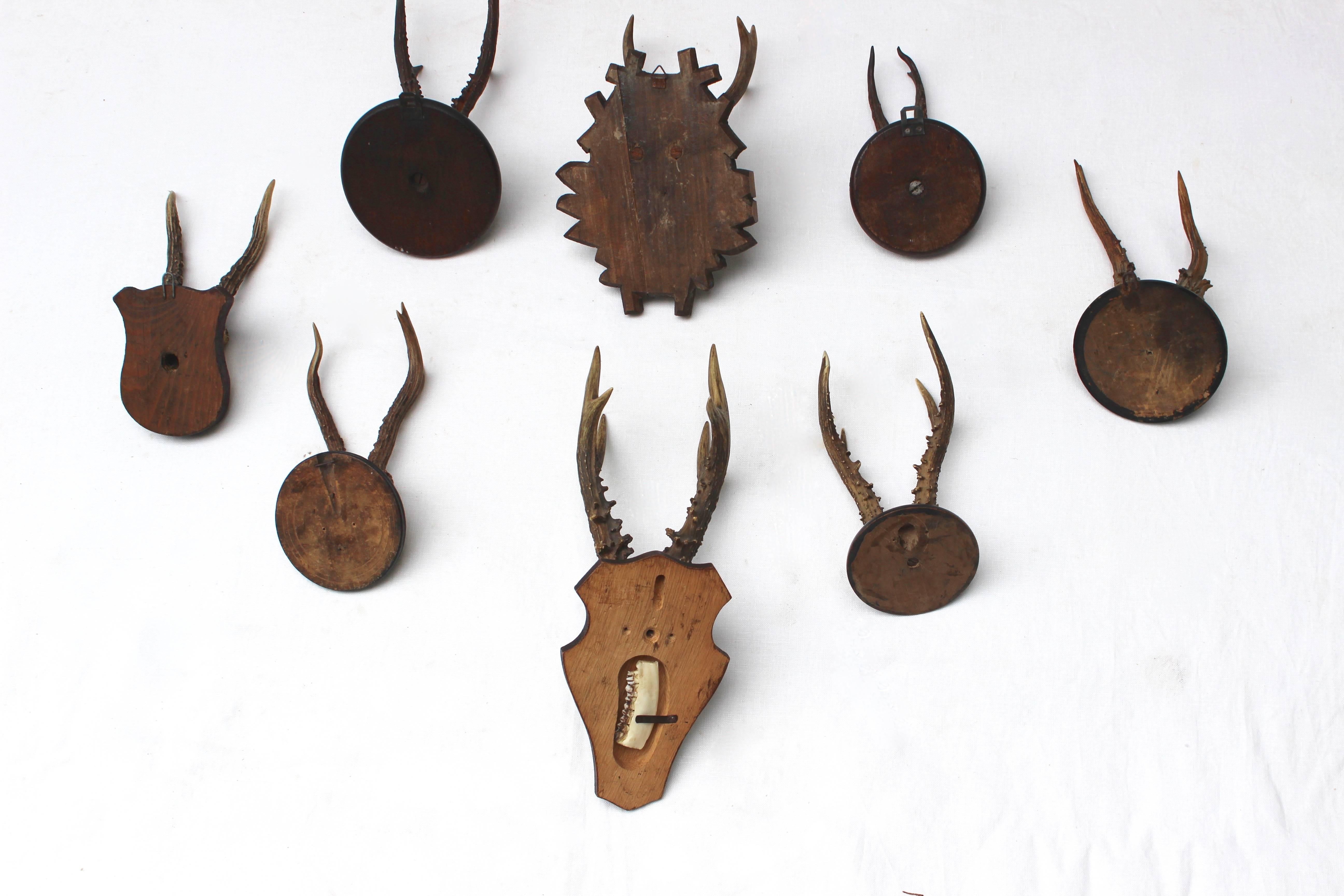 Set of Eight Antique Deer Trophies 2