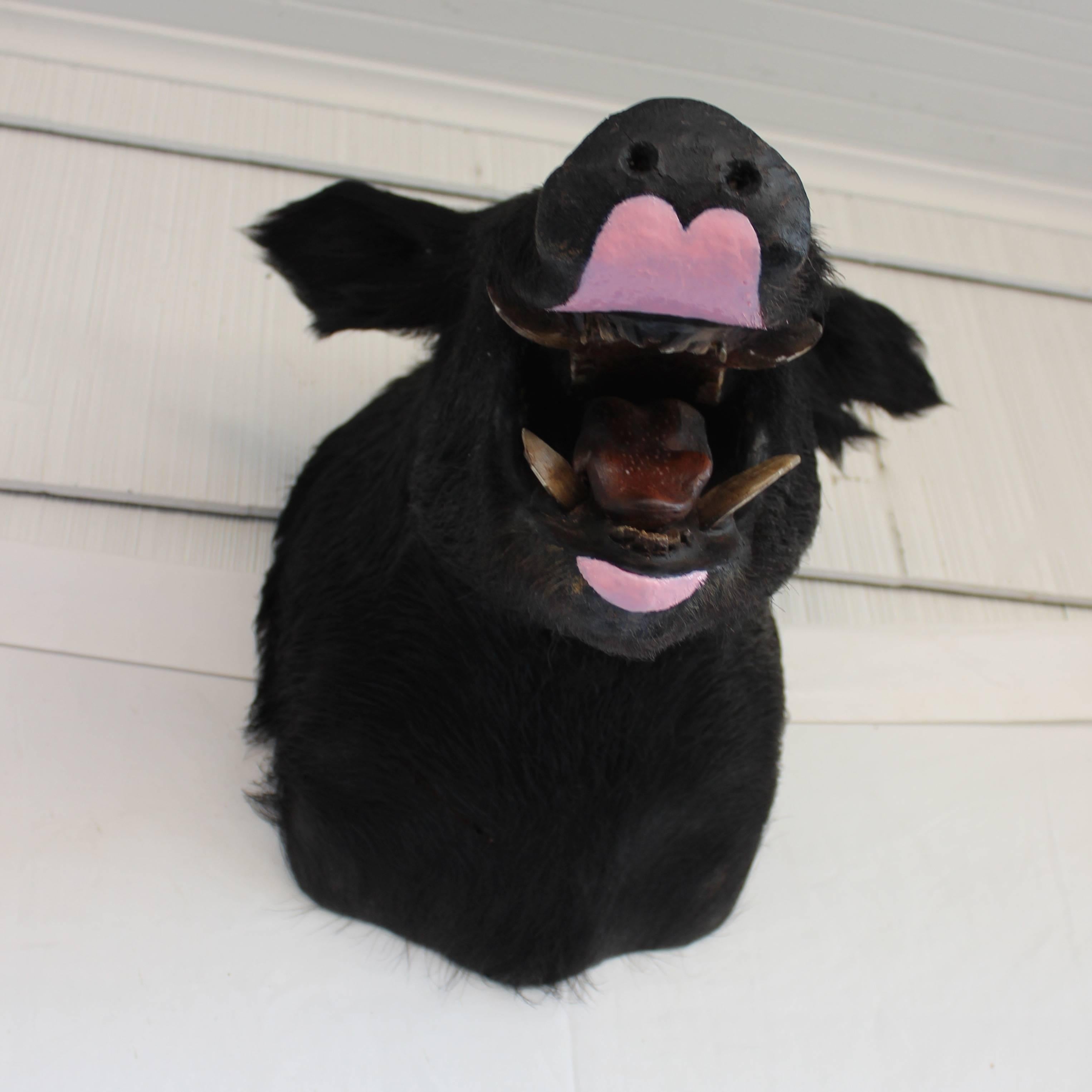 20th Century Taxidermy Boar's Head Mount