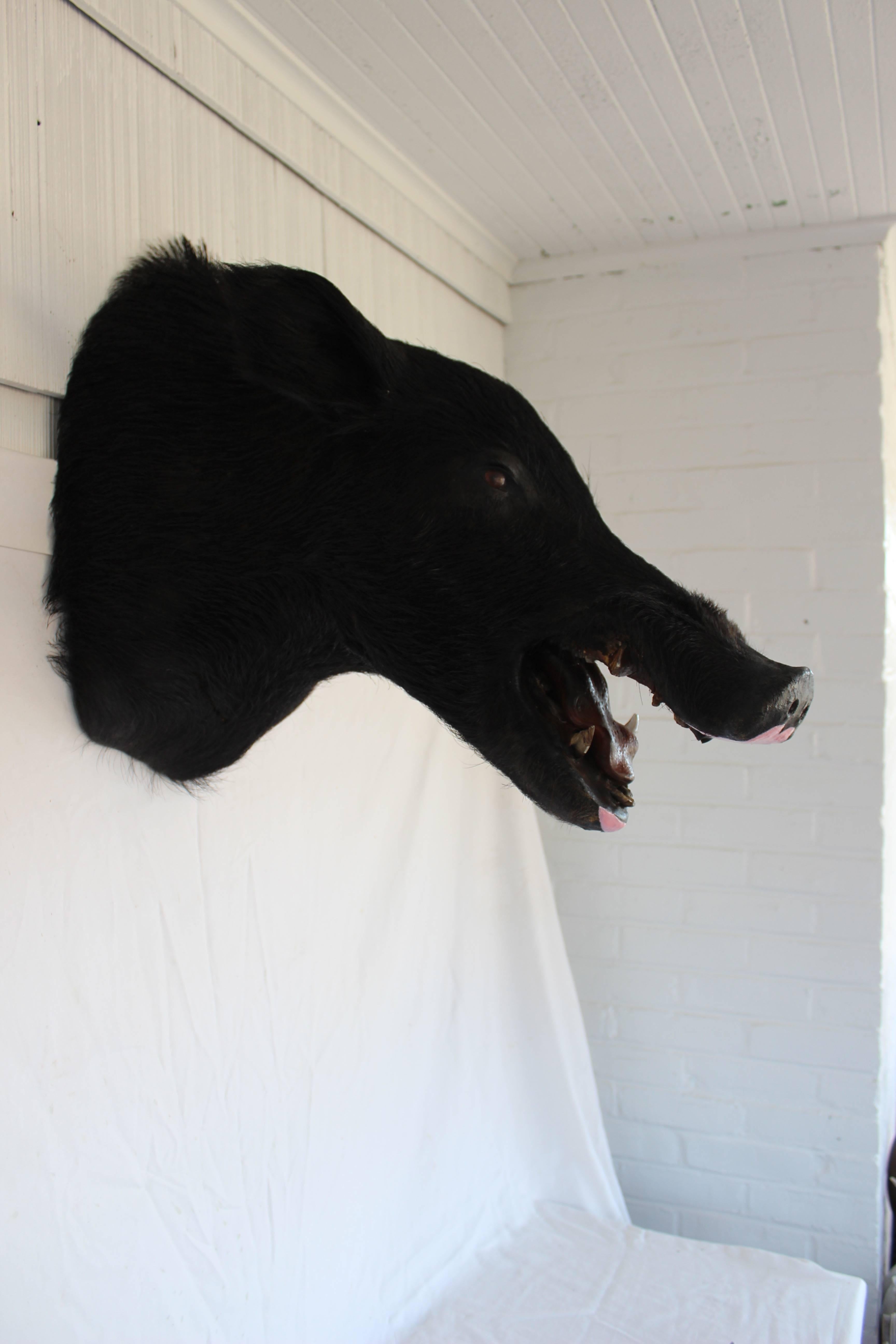 Taxidermy Boar's Head Mount 2