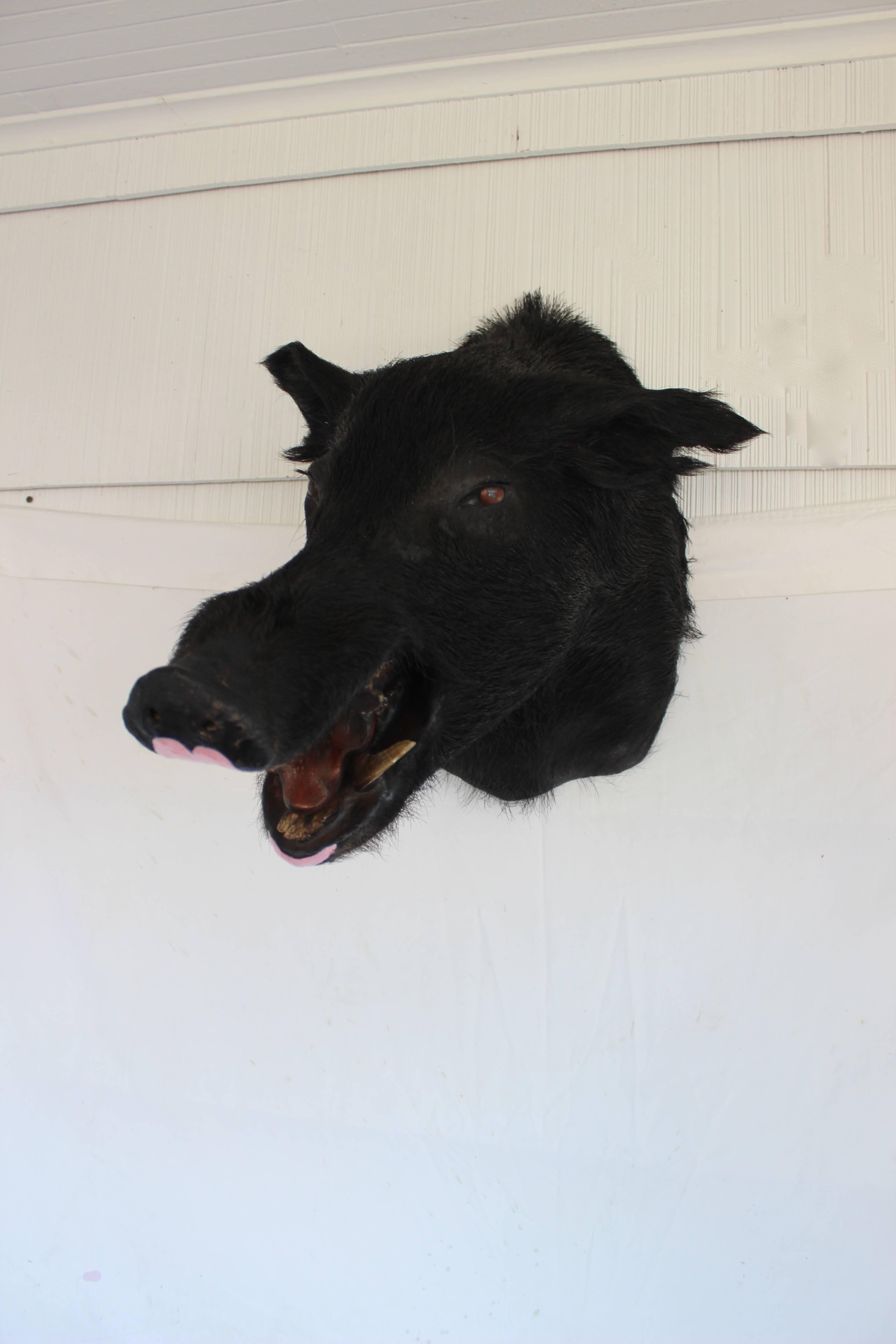 Taxidermy Boar's Head Mount 1