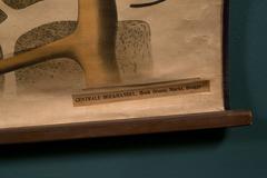 Sea Sponge Chart by Paul Pfurtcheller