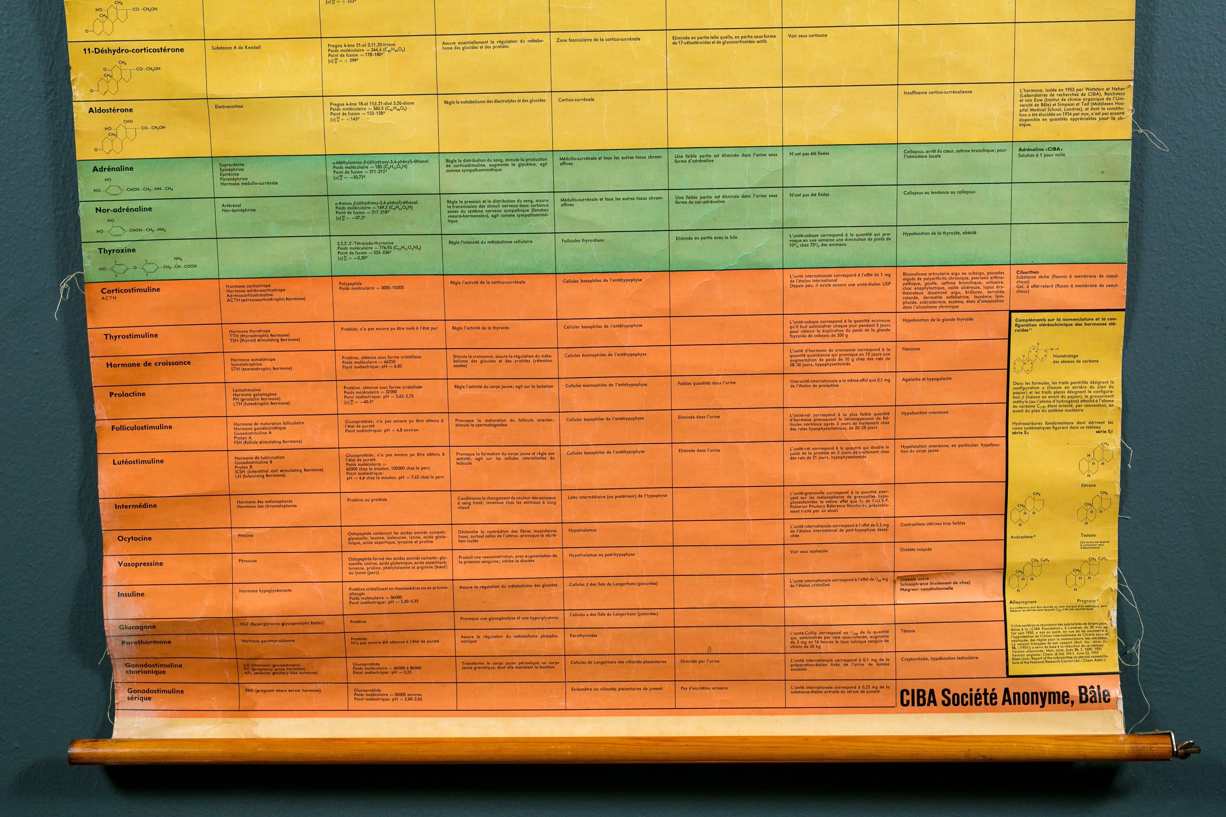 Laminated Swiss Chart with Table of Hormones in French, circa 1954