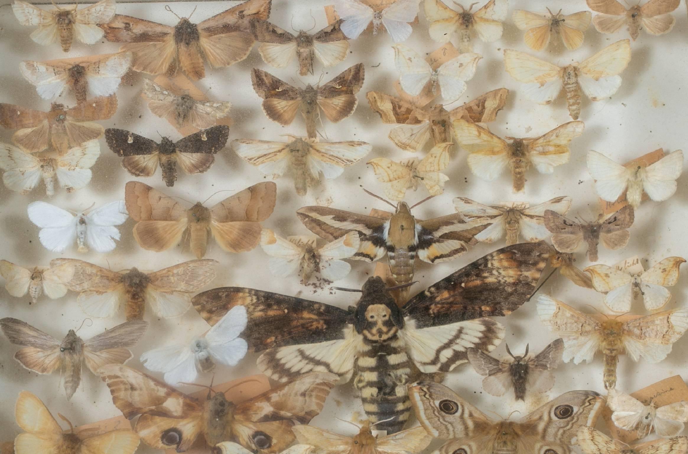 Art Deco French Collection of Mounted Moths in Specimen Box, circa 1940