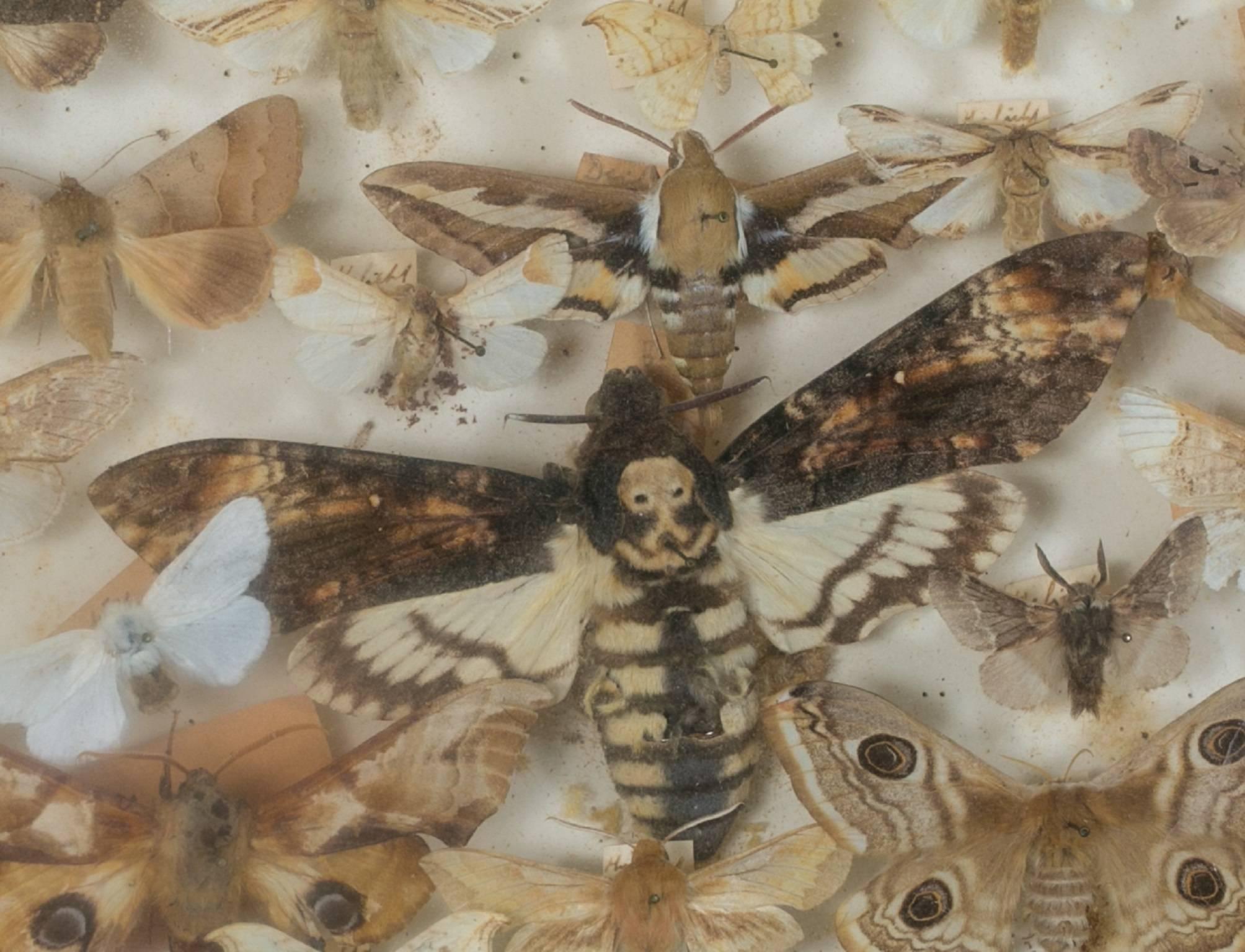 French Collection of Mounted Moths in Specimen Box, circa 1940 In Excellent Condition In Houston, TX