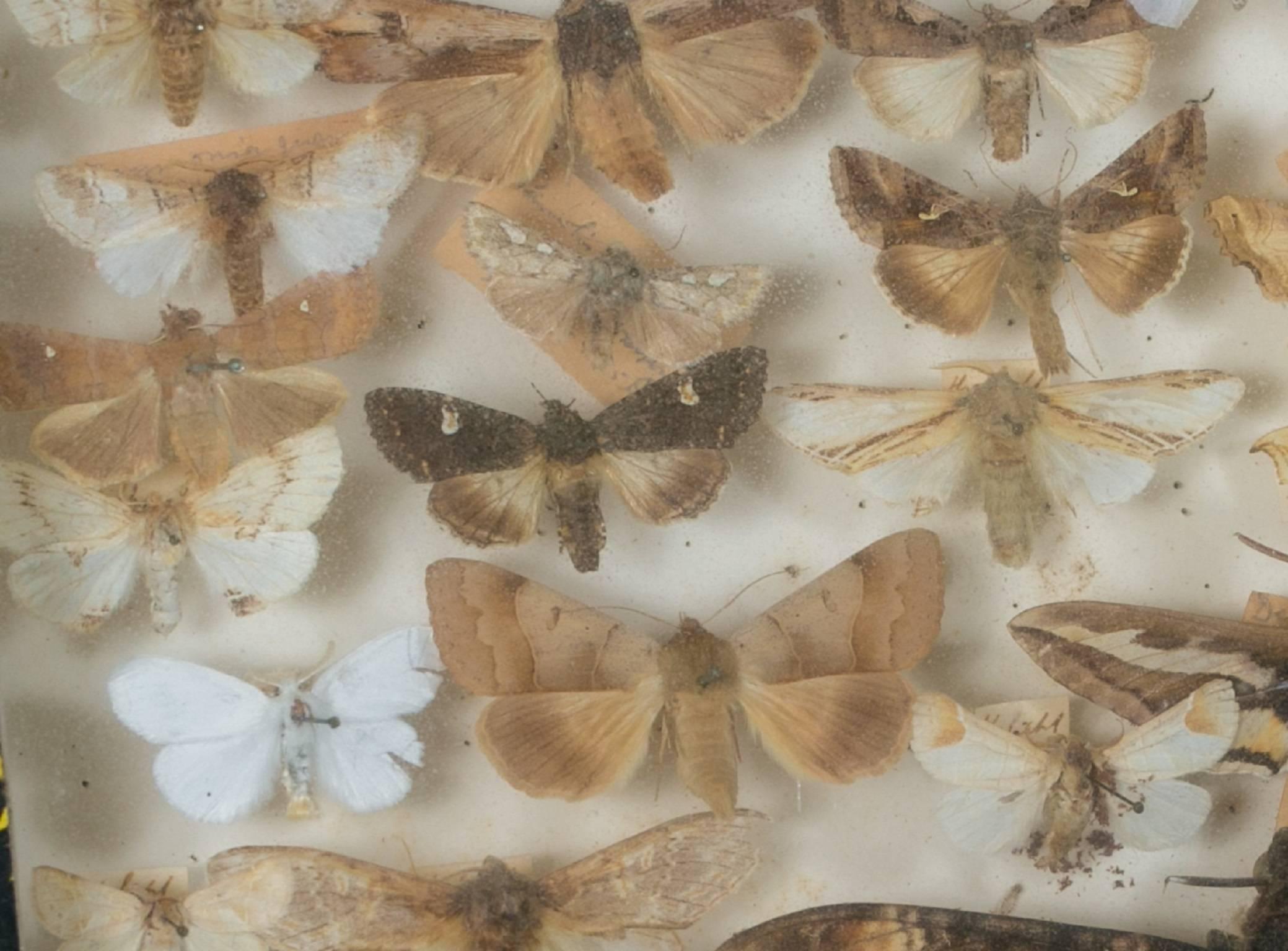 Mid-20th Century French Collection of Mounted Moths in Specimen Box, circa 1940