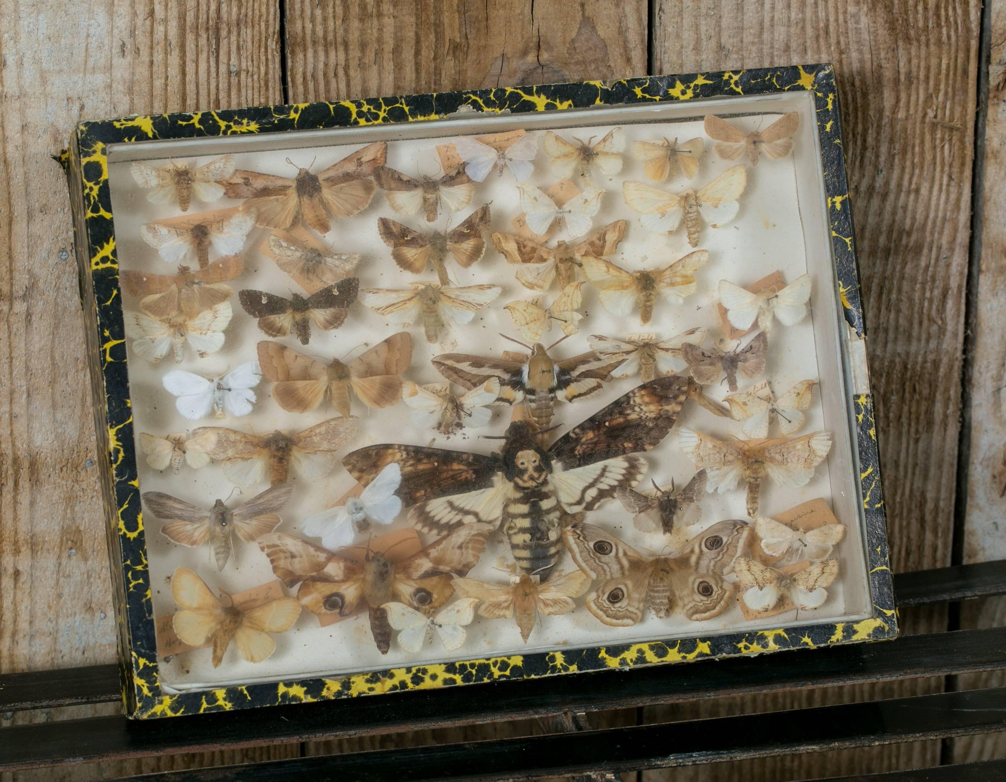 Vintage moth collection from France, circa 1940. Mounted specimens on pins over hand-written paper labels. Glass topped wooden shadow box with yellow and black marbled paper. Box has been sealed shut. Wonderful desk top or bookshelf display.