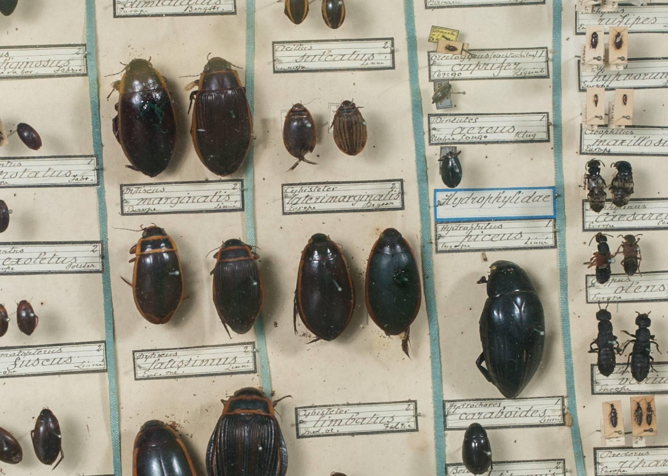 Vintage European collection of bug specimens, mounted and labelled in a wooden shadow box with glass lid. Most of the insects appear to be of the beetle family from France, circa 1950s.