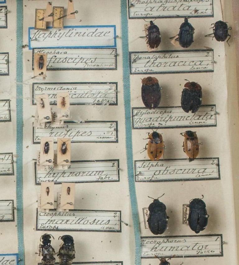 Vintage Insect Collection in Specimen Box from France at 1stDibs