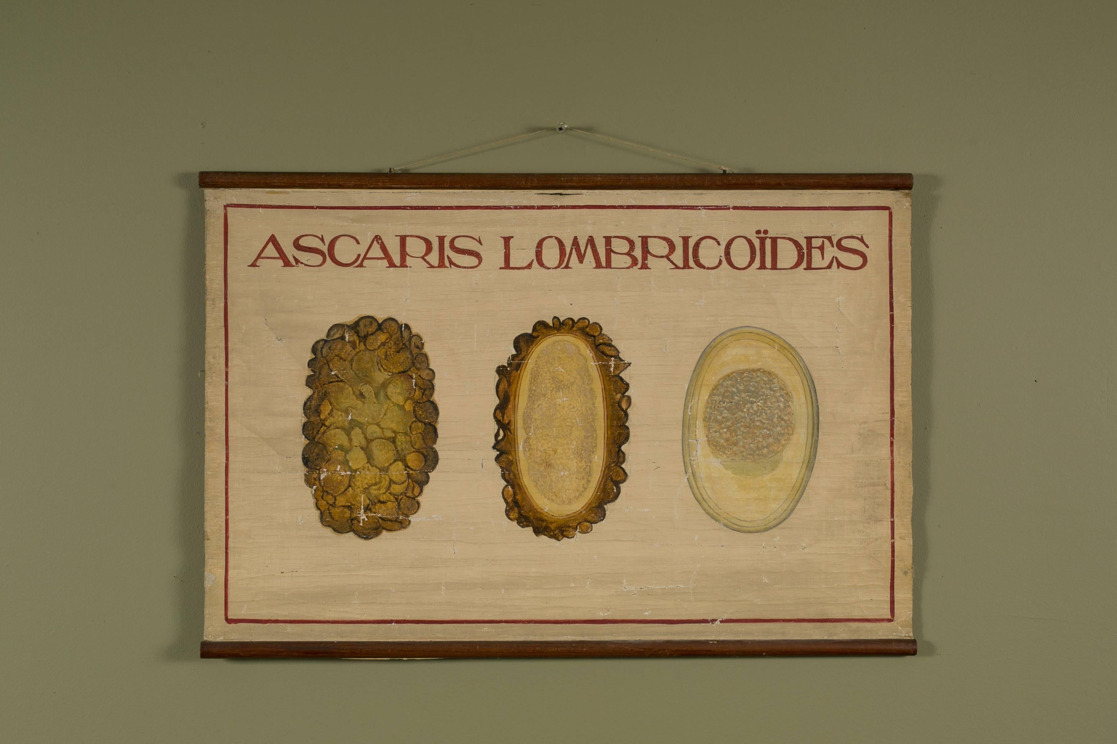 Hand-painted charts in French. Used to teach about parasites and diseases in a Belgian school house. Original wooden dowels and canvas. Beautiful colors and fonts. Price is for the set of three. Measurement listed is for the widest, image two