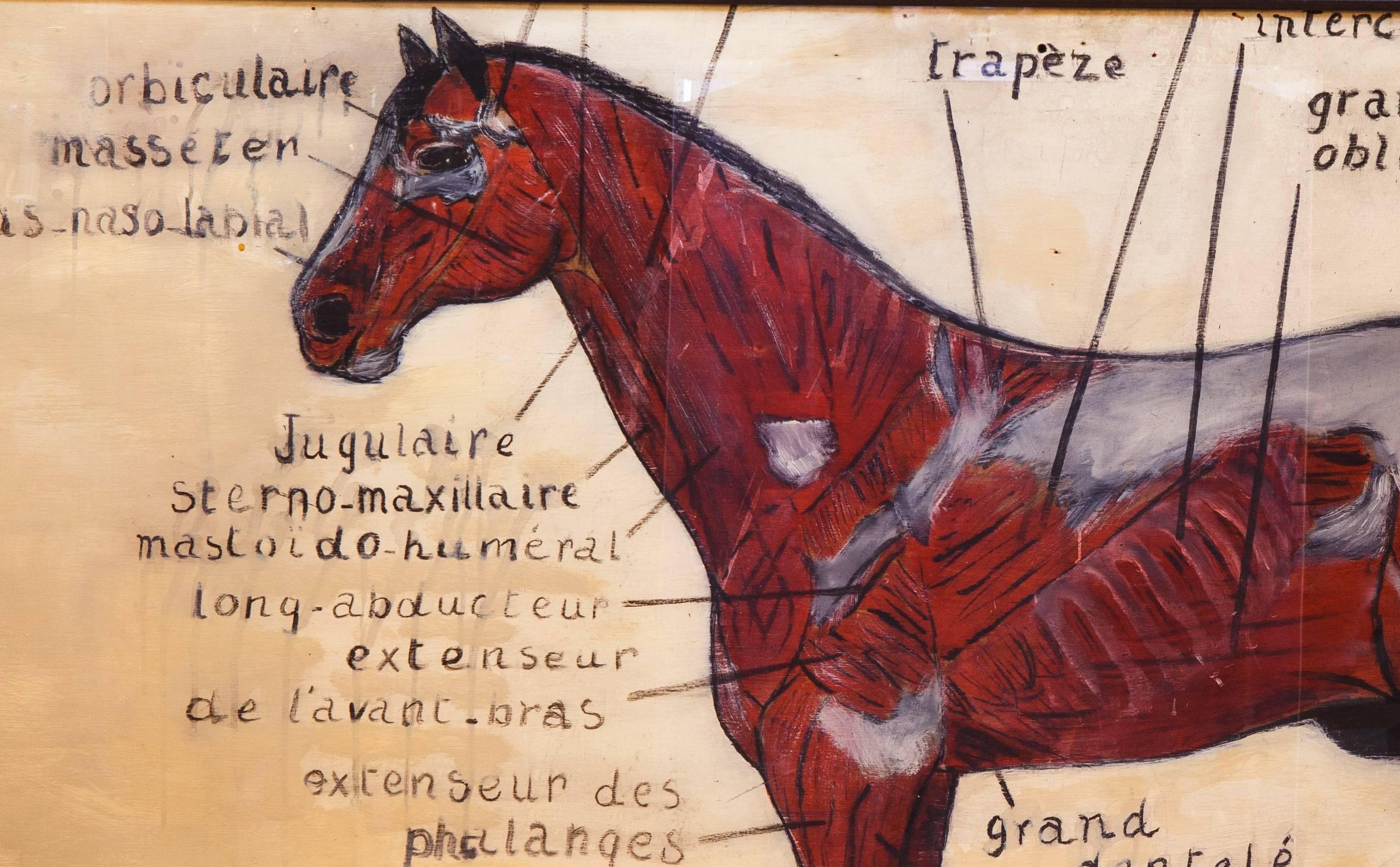 horse diagram