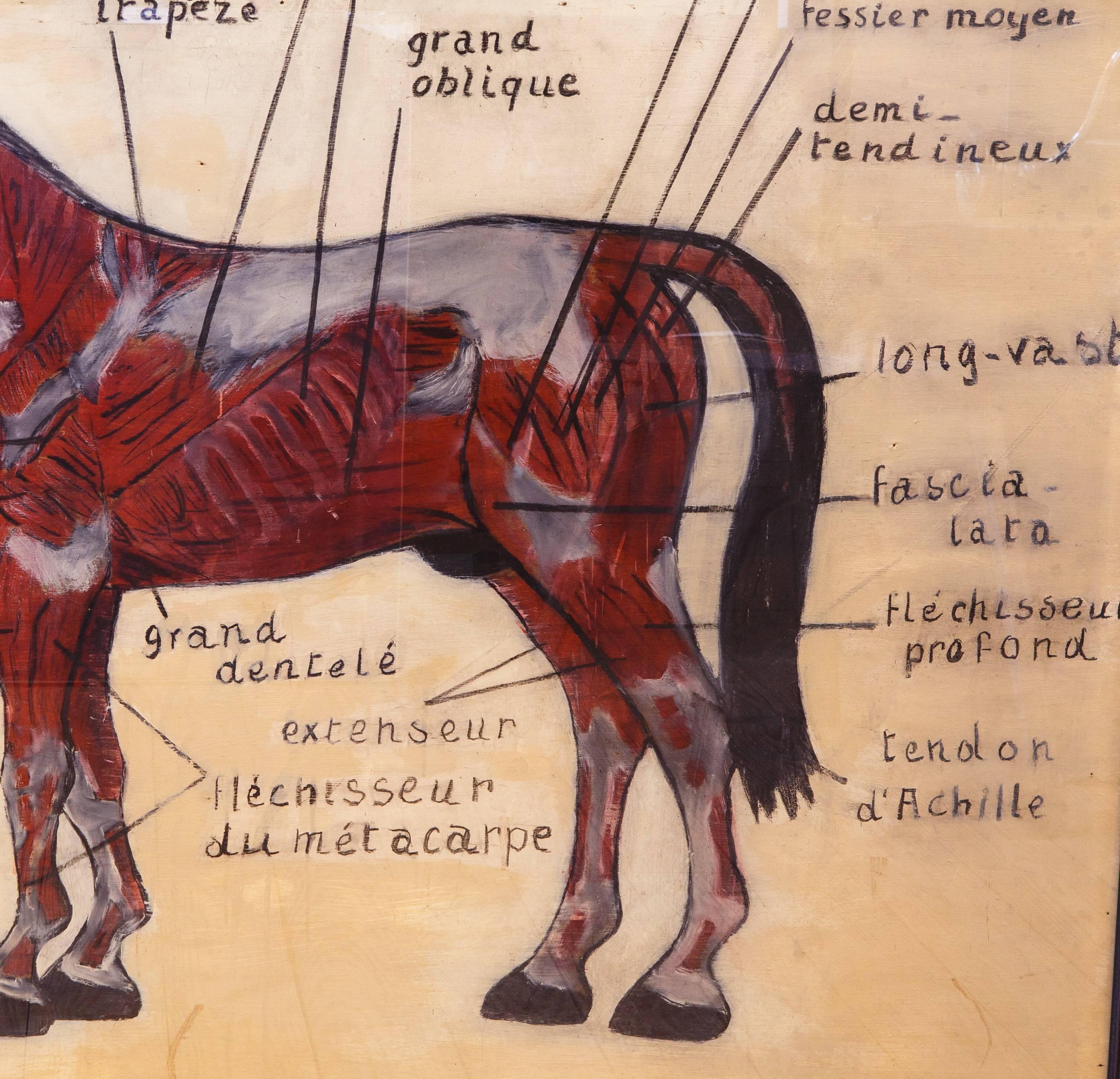 diagram of horse