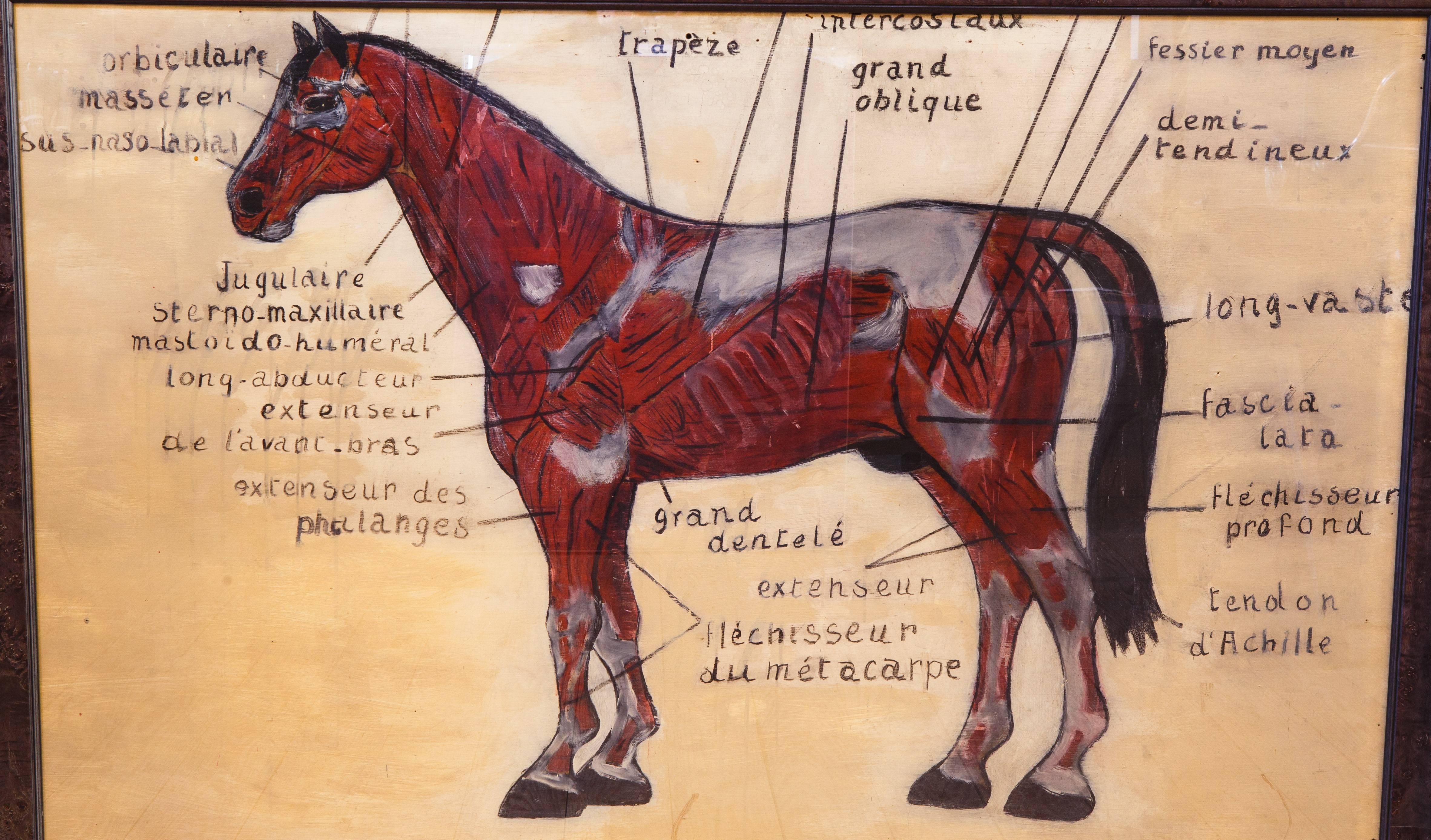 Large framed mixed-media painting of a horse with the anatomy labelled in French. Painting is on wood board. From France, circa 1930. Newly framed behind glass. Would be great for an equestrian ranch.
 