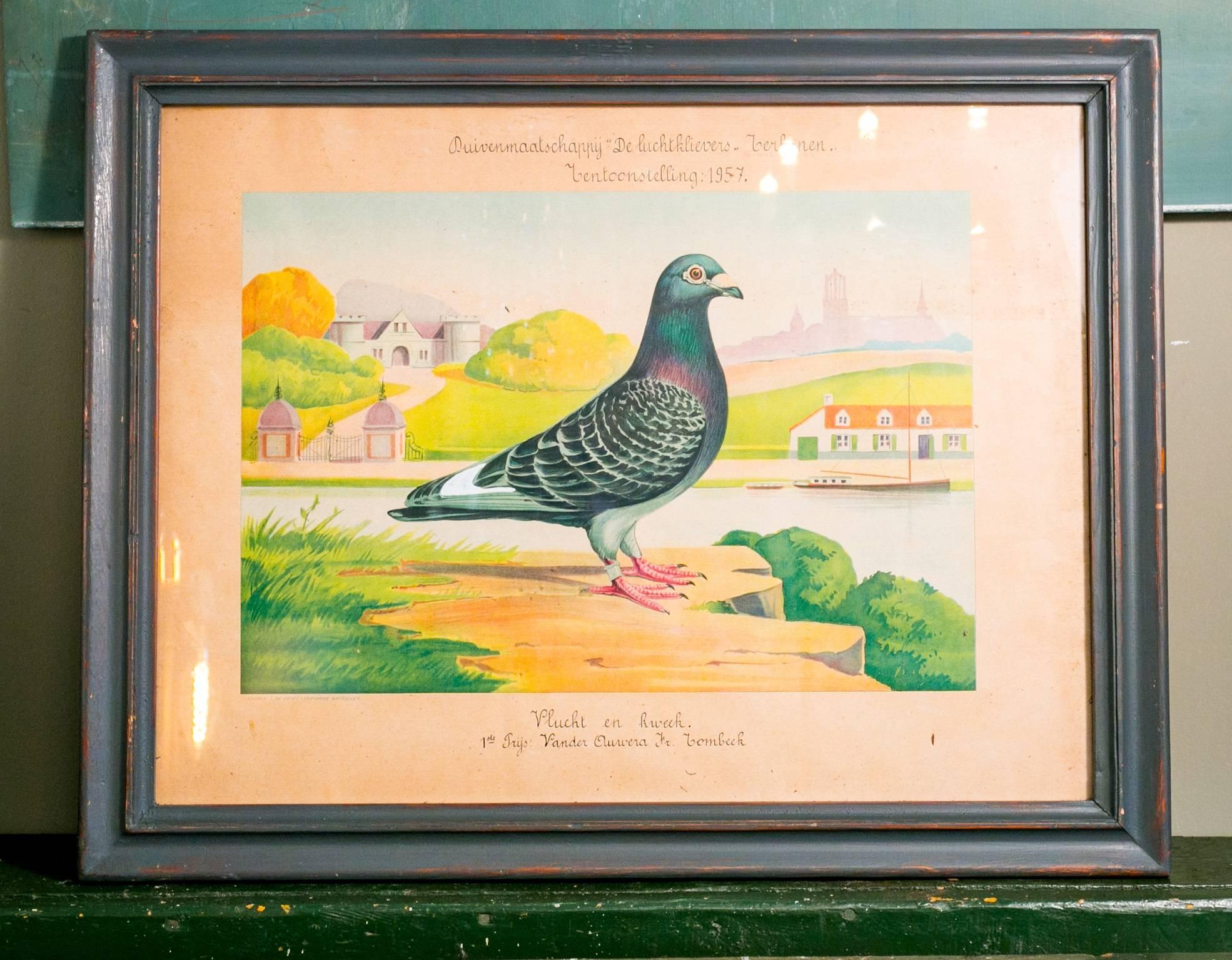 Paper Collection of Vintage Framed Belgian Pigeon Championship Diplomas 