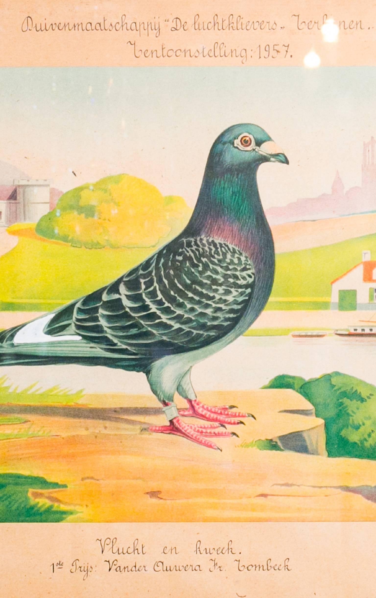 Collection of Vintage Framed Belgian Pigeon Championship Diplomas  1