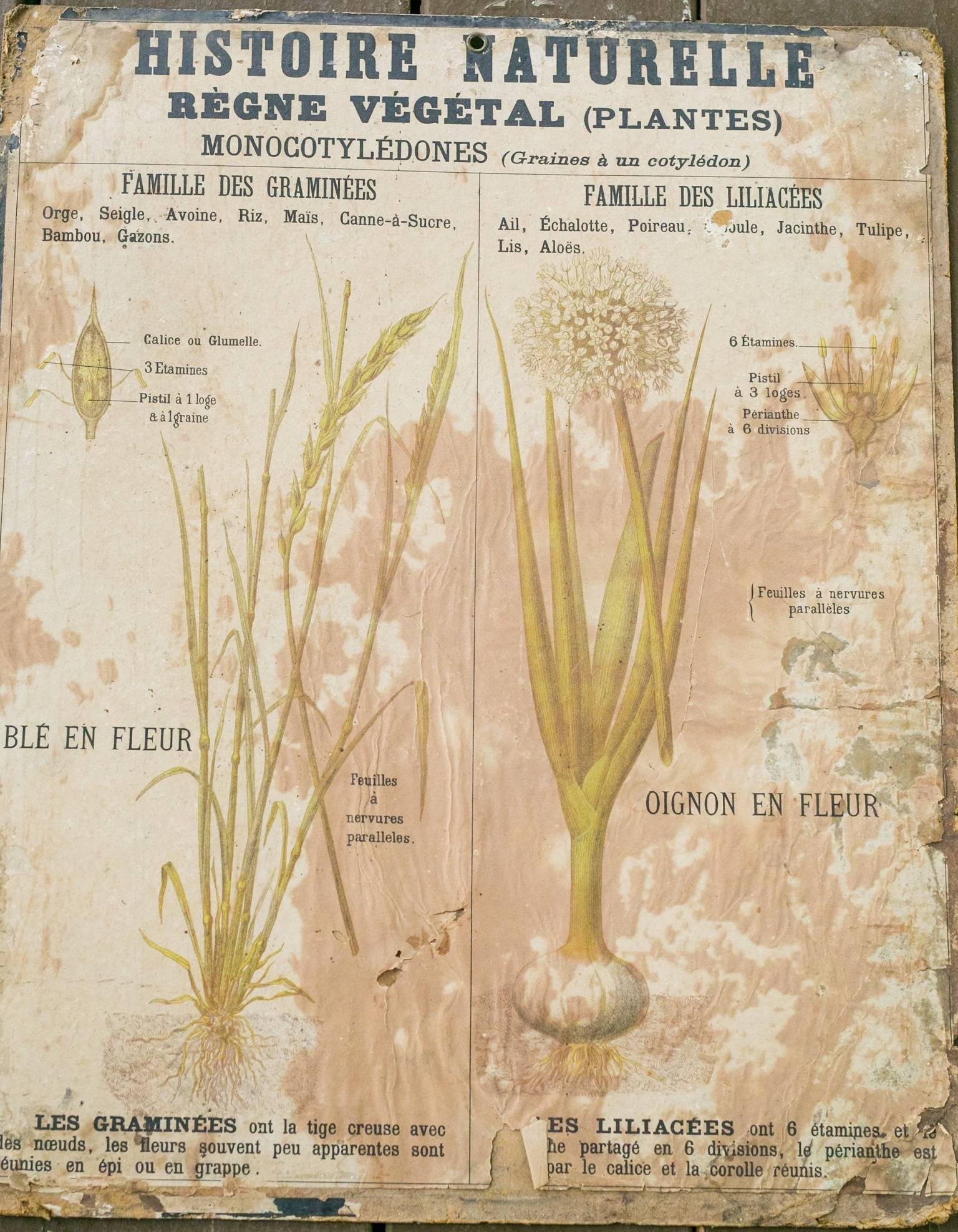 Belgian Collection of Nine Antique Naturalist Posters
