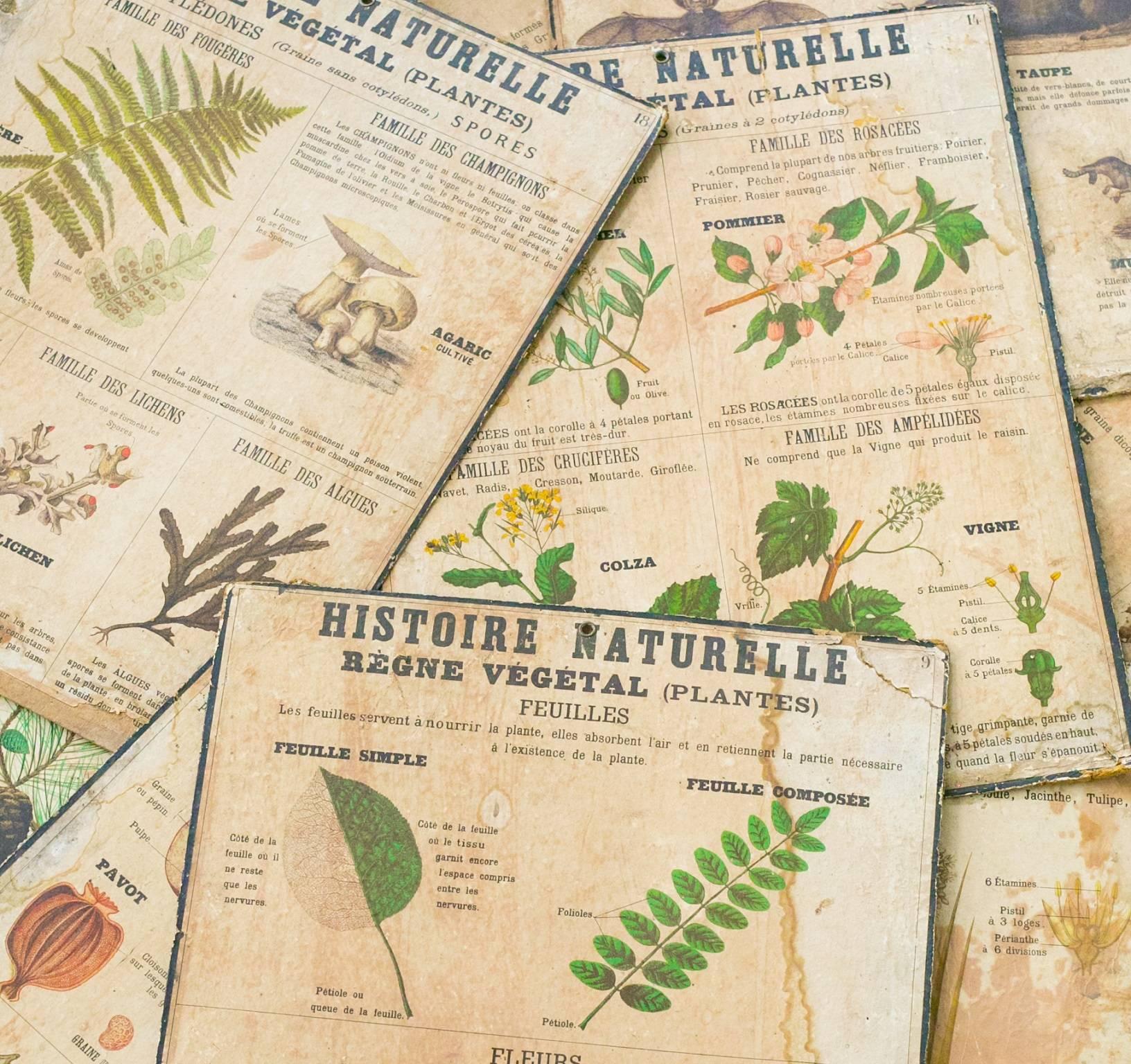 Set of 9 antique cardboard teaching posters from Belgium, printed in French.  From the Histoire Naturelle Collection, printed by A.N. Lebegue Et Cie in Brussels.  Assorted subject matter including plants, vegetables and animals.  Good vintage