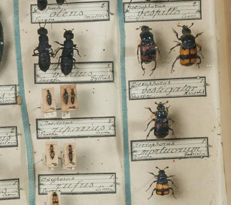 Vintage Insect Collection in Specimen Box from France at 1stdibs