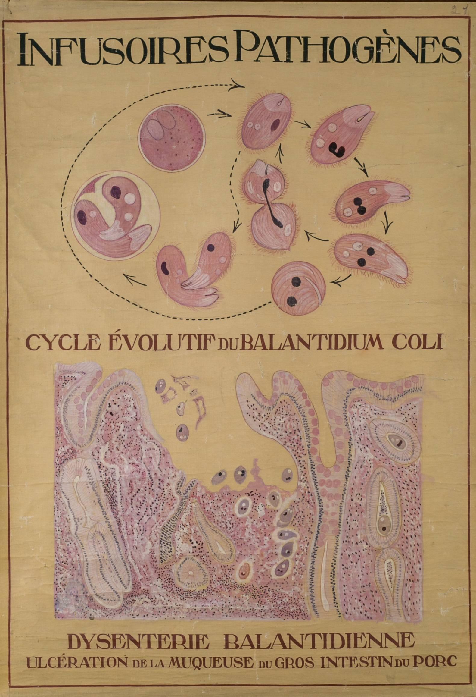 Belgian Set of Three Hand-Painted Teaching Charts of Aquatic Parasites and Diseases