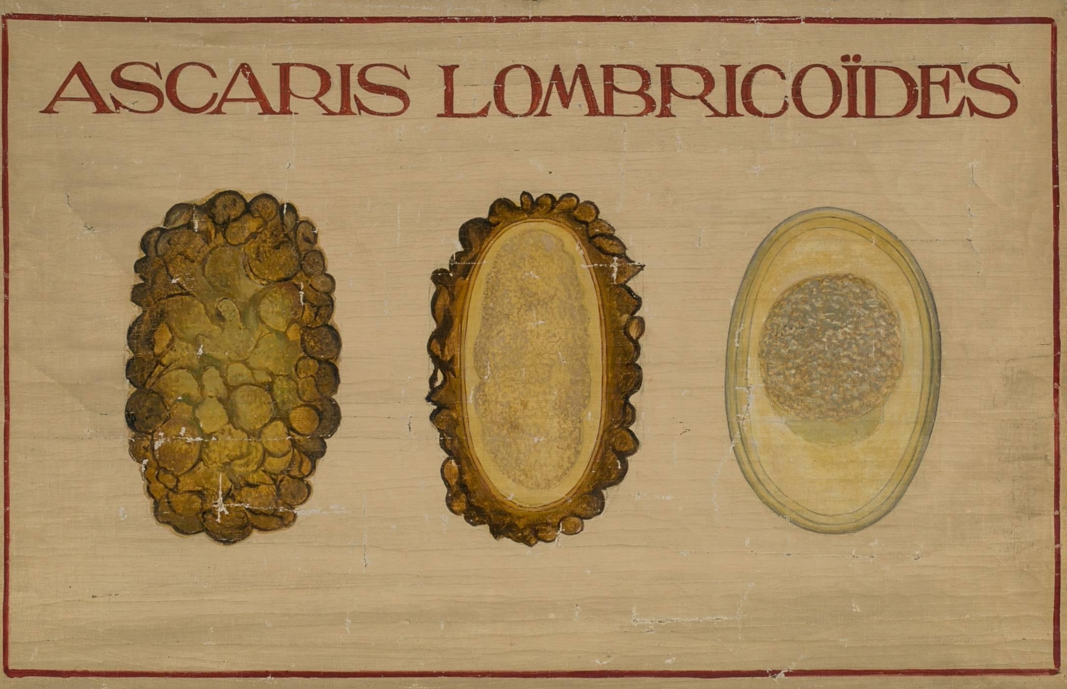 Set of Three Hand-Painted Teaching Charts of Aquatic Parasites and Diseases In Excellent Condition In Houston, TX