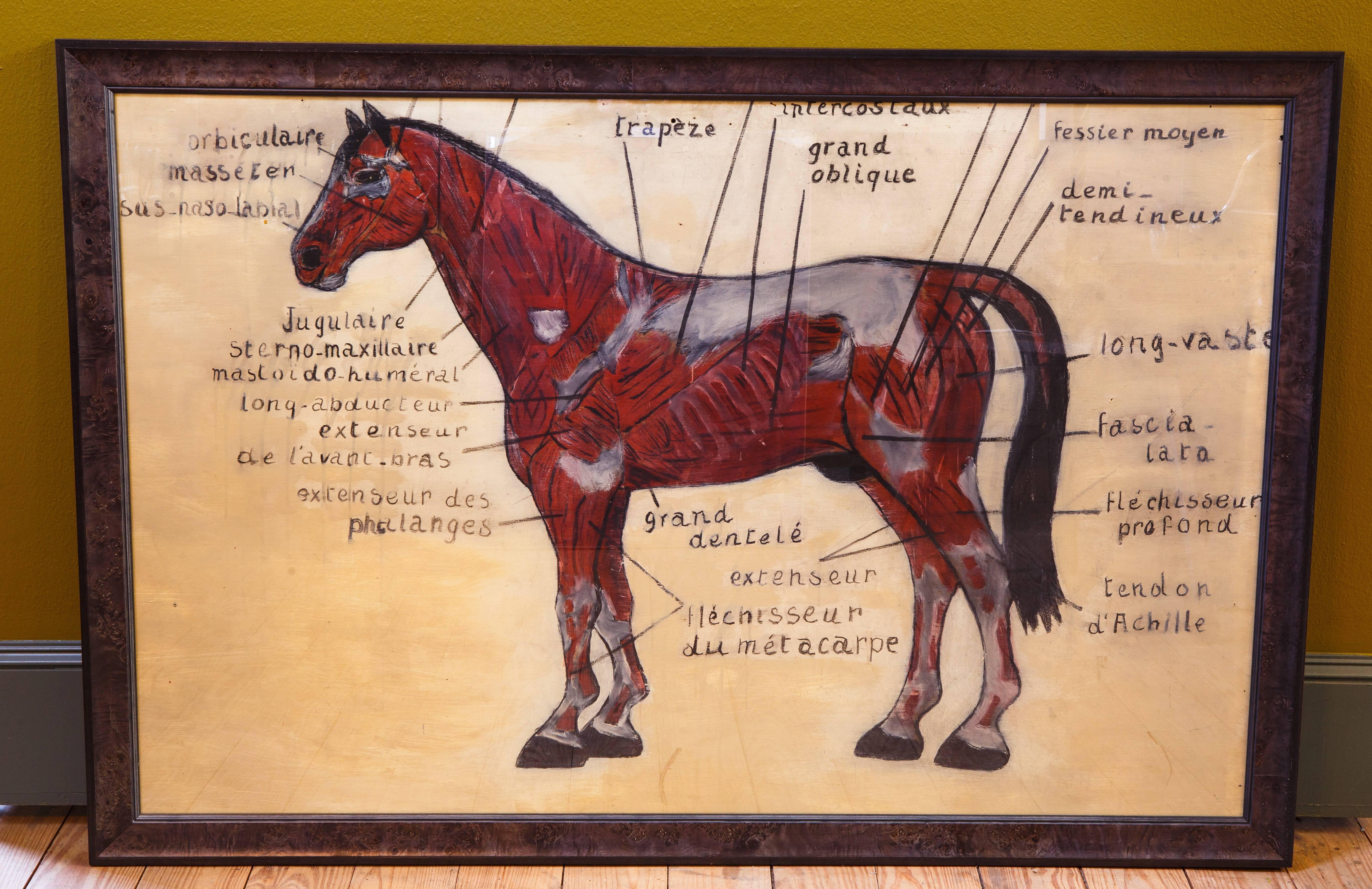 Schoolhouse Large Hand-Painted Diagram of Horse in French, circa 1930