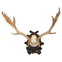Early 1900s Black Forest Fallow Deer Antlers Trophy from Austrian Hunt Lodge