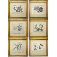 Set of Six 19th Century Gilt Framed Botanicals