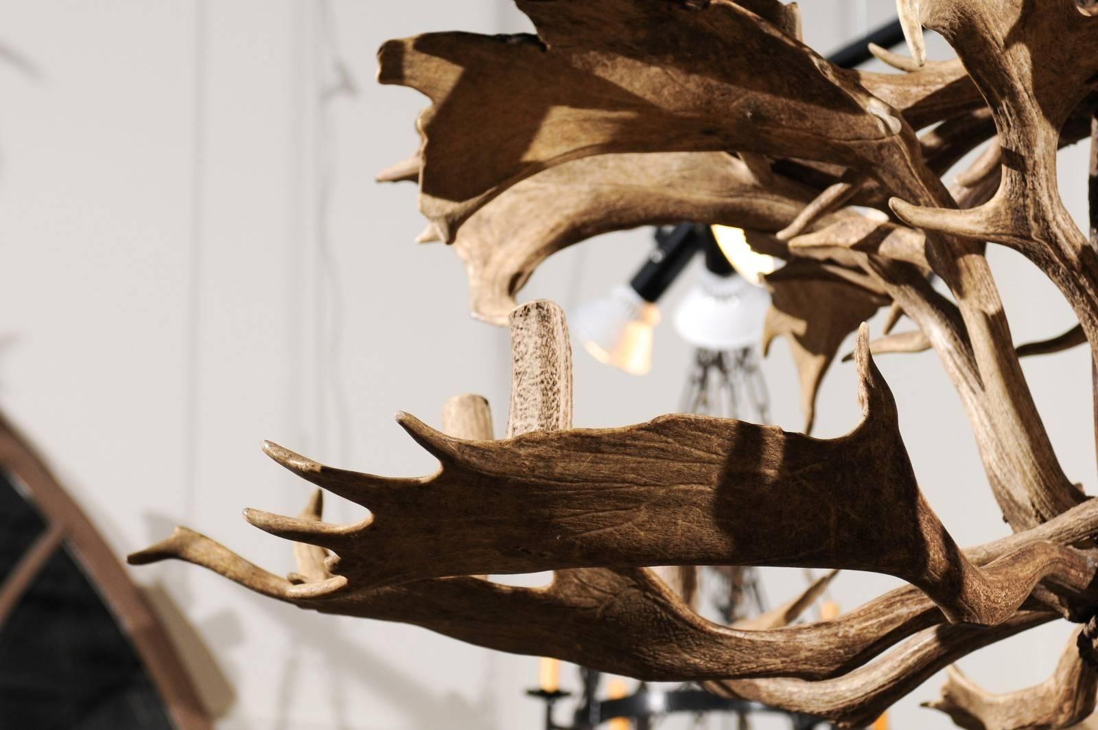 Naturally Shed 24-Light Antler Chandelier from the 1940s, Rewired for the US 3