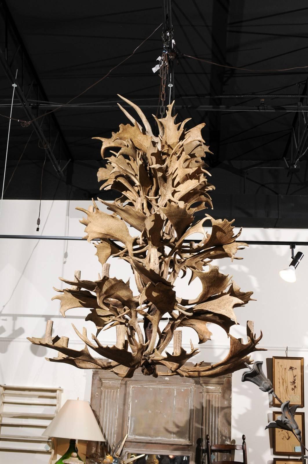20th Century Naturally Shed 24-Light Antler Chandelier from the 1940s, Rewired for the US