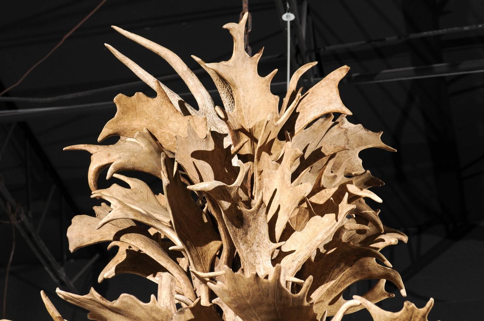 Naturally Shed 24-Light Antler Chandelier from the 1940s, Rewired for the US 1