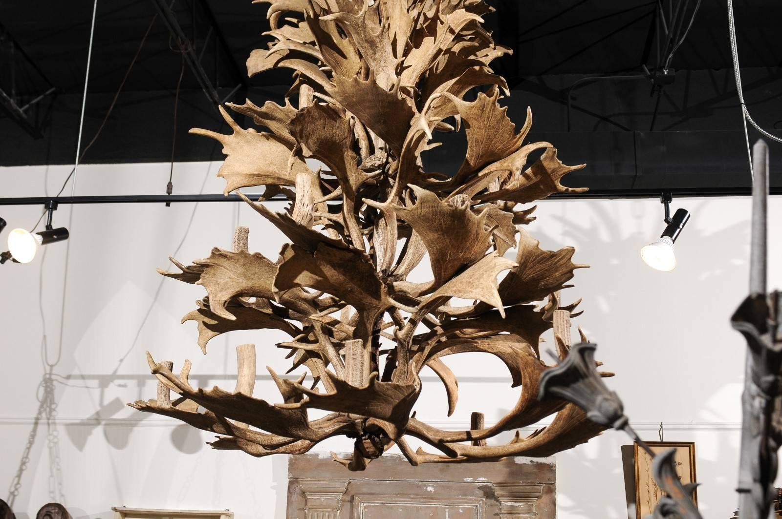 Naturally Shed 24-Light Antler Chandelier from the 1940s, Rewired for the US 2