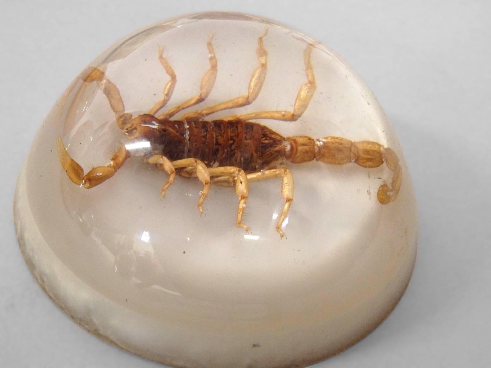 insects in resin
