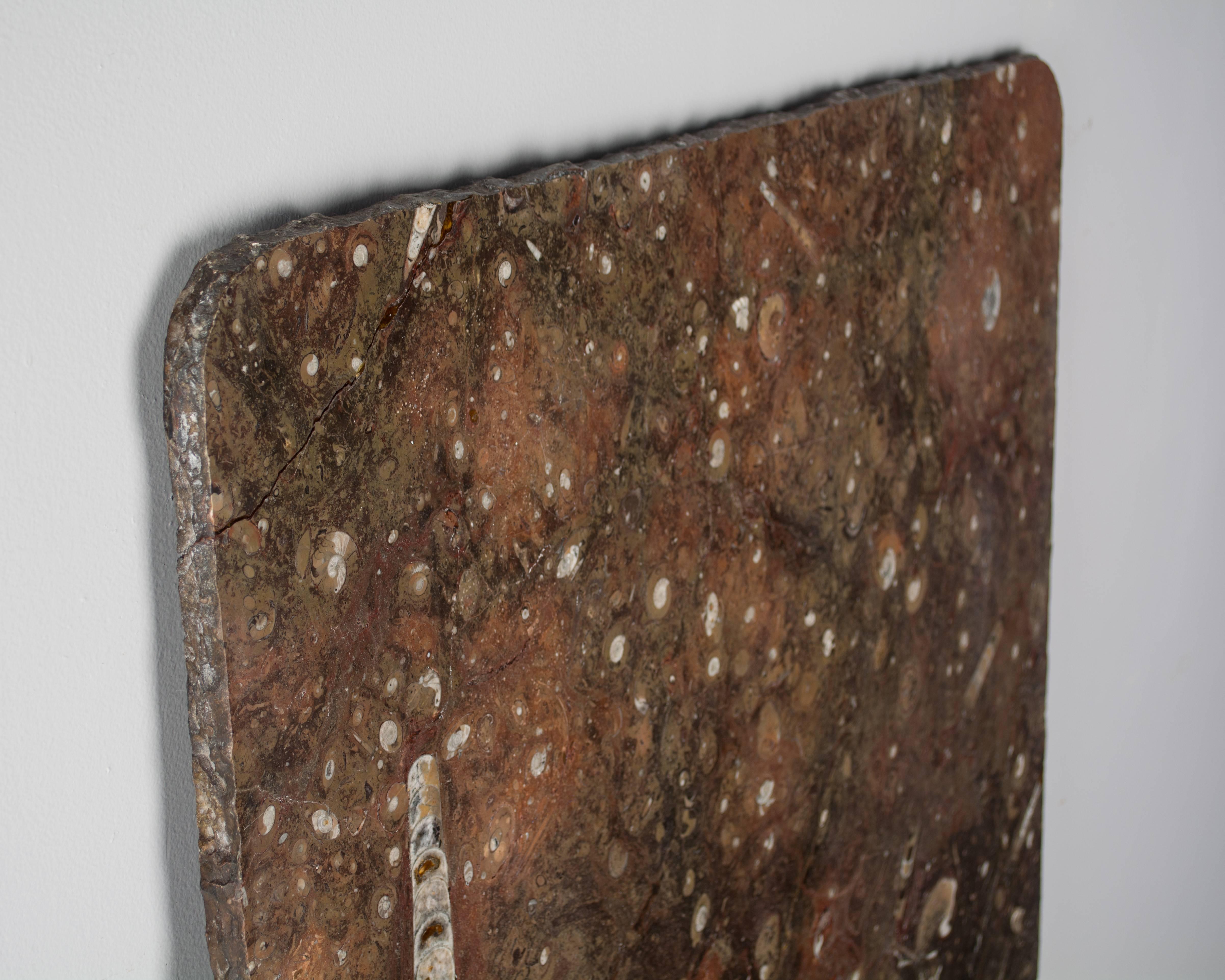 Une plaque de marbre en pierre fossile avec des bords rugueux et des coins arrondis. Belle couleur chaude brun grisâtre avec des tons rouges. Incorporé avec des fossiles blancs.
Un petit coin restauré.
D'autres photos sont disponibles sur demande.