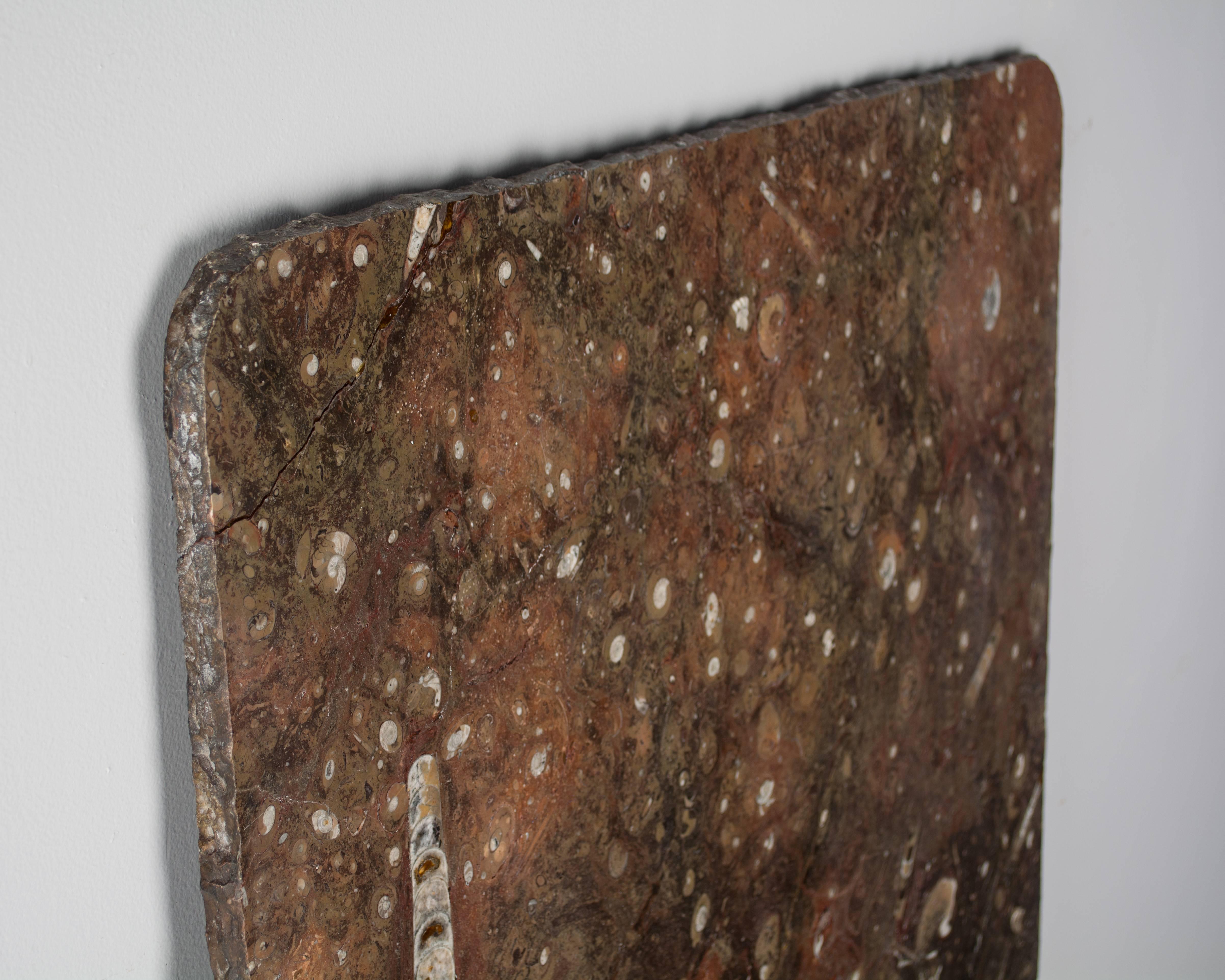 A fossil stone marble slab with rough cut edges and rounded corners. Beautiful warm greyish brown color with red tones. Embedded with white fossils.
One small corner restored.
More photos available upon request. We have a large selection of French