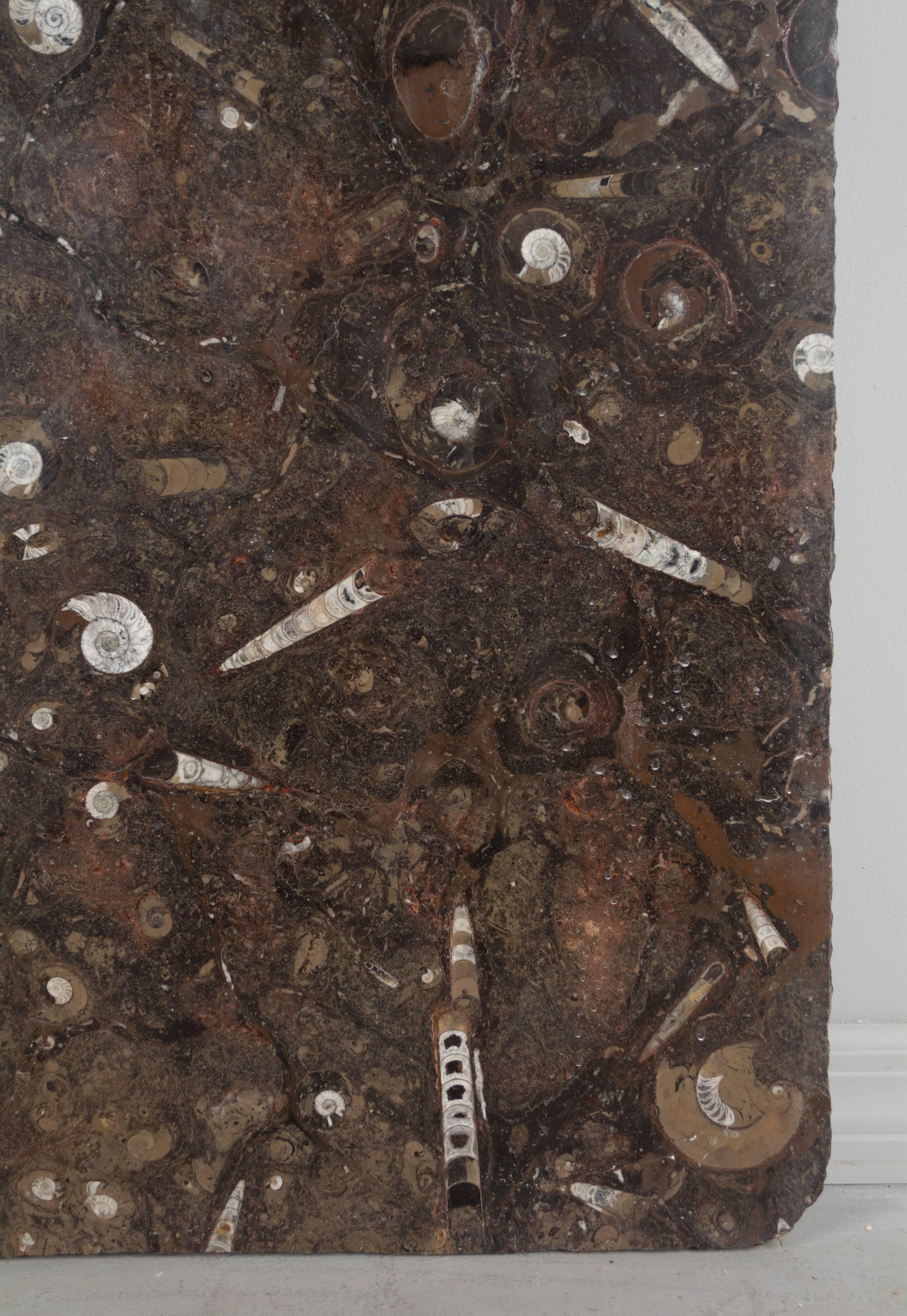fossil stone slabs for sale
