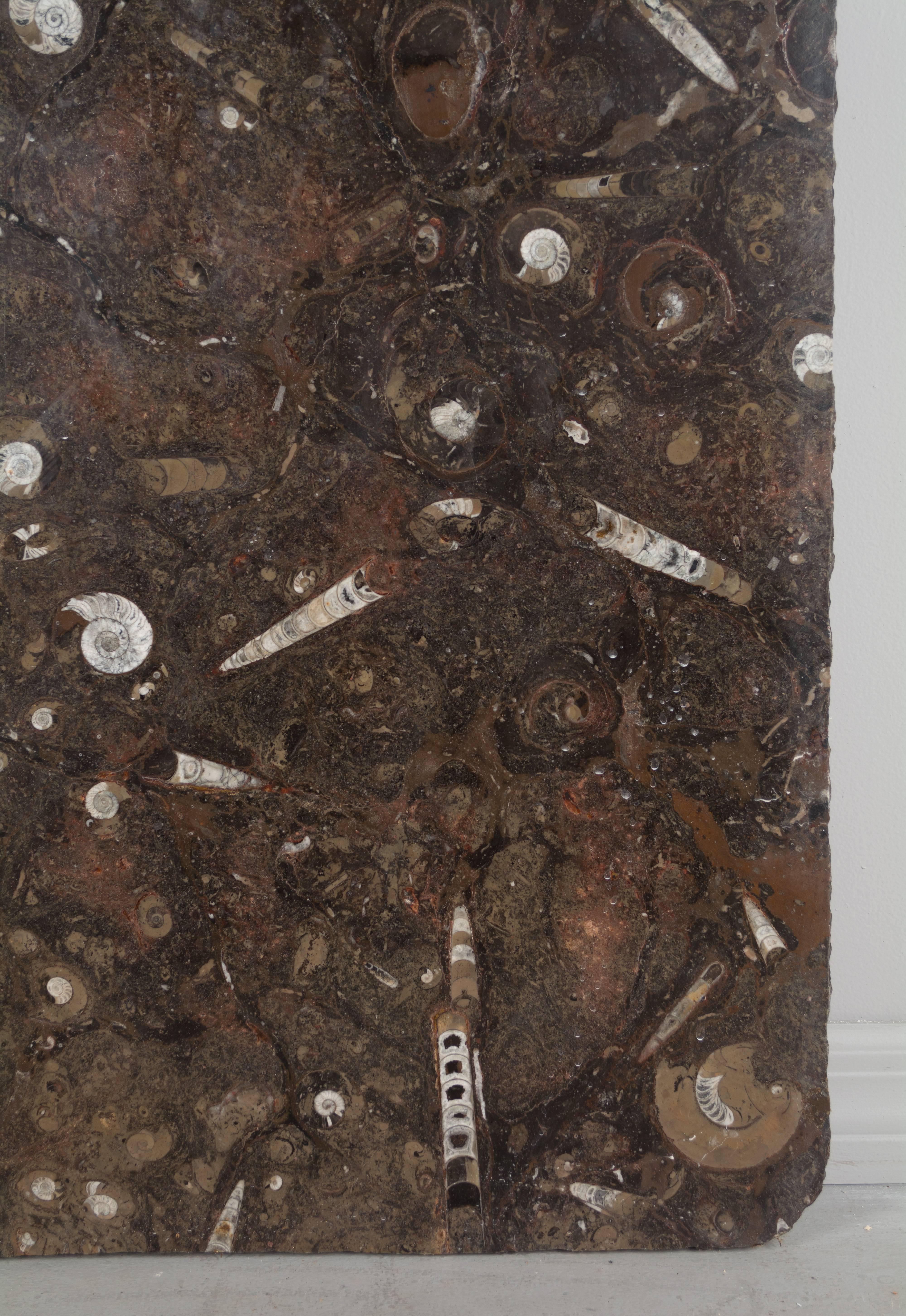 marbre fossilise maroc