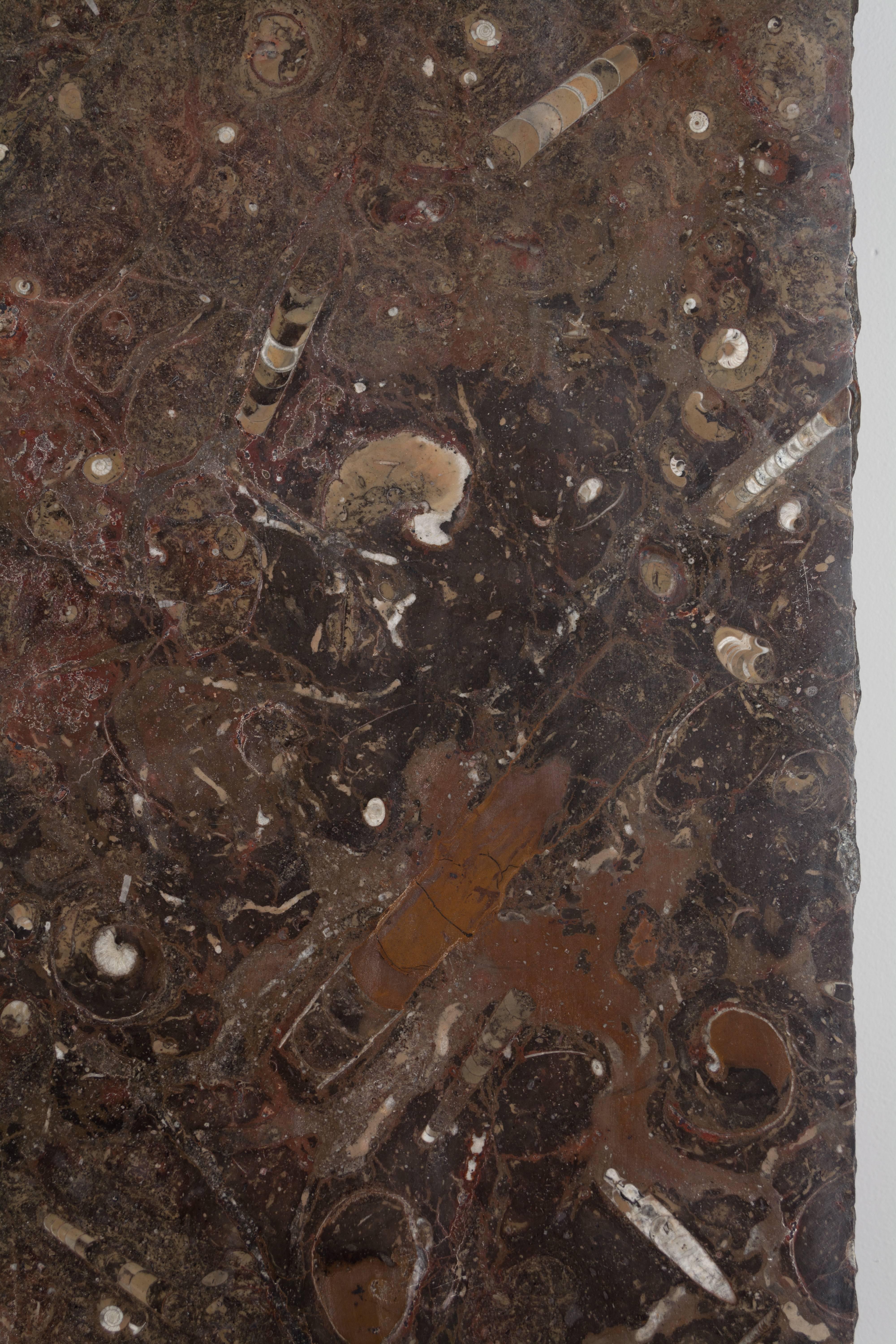 marbre fossilise