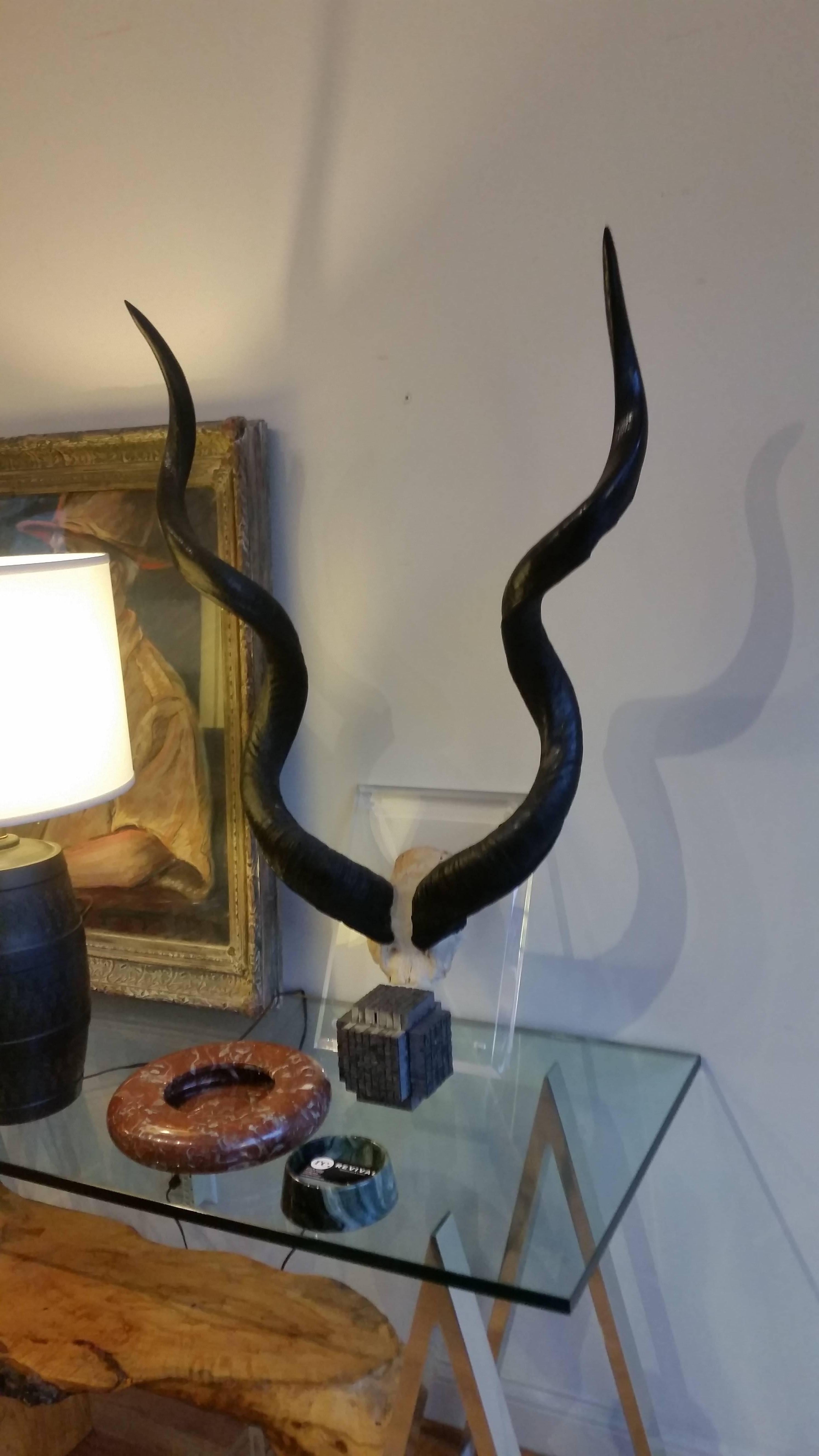 Mounted Wall Kudo Horns Trophy on Thick Lucite    In Excellent Condition In Chicago, IL