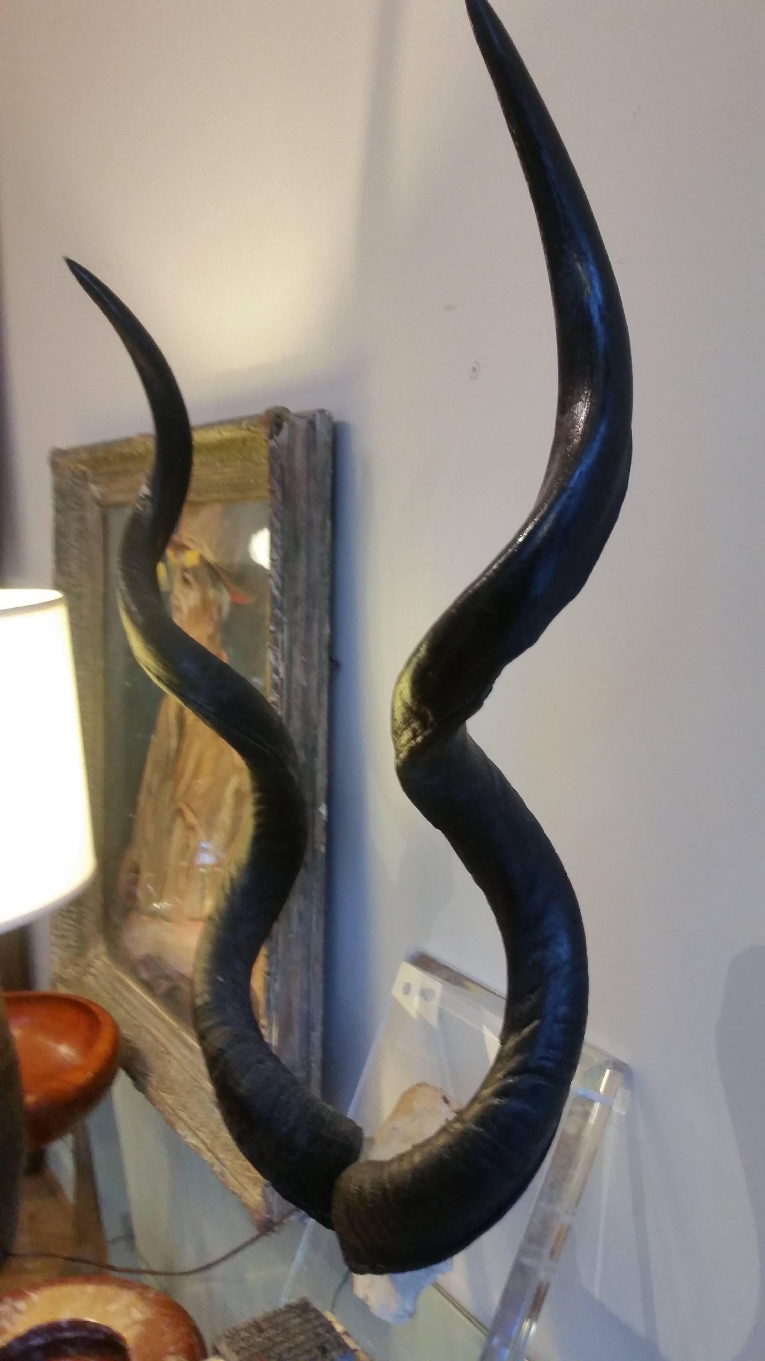 Late 20th Century Mounted Wall Kudo Horns Trophy on Thick Lucite   