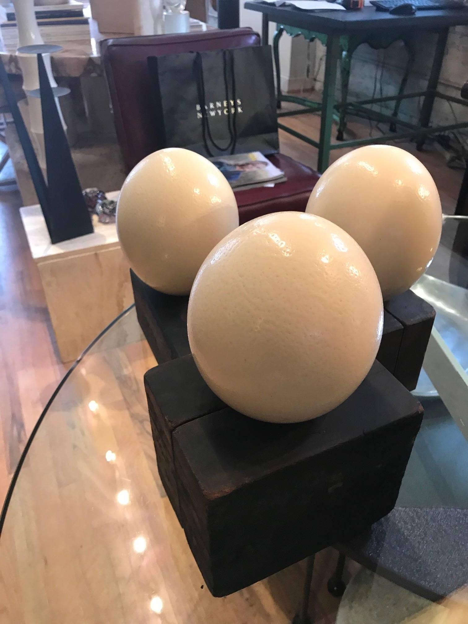  Three ostrich eggs on industrial wood bases. Unique decorative natural specimen tabletop objects.
The measurement is for the egg itself.