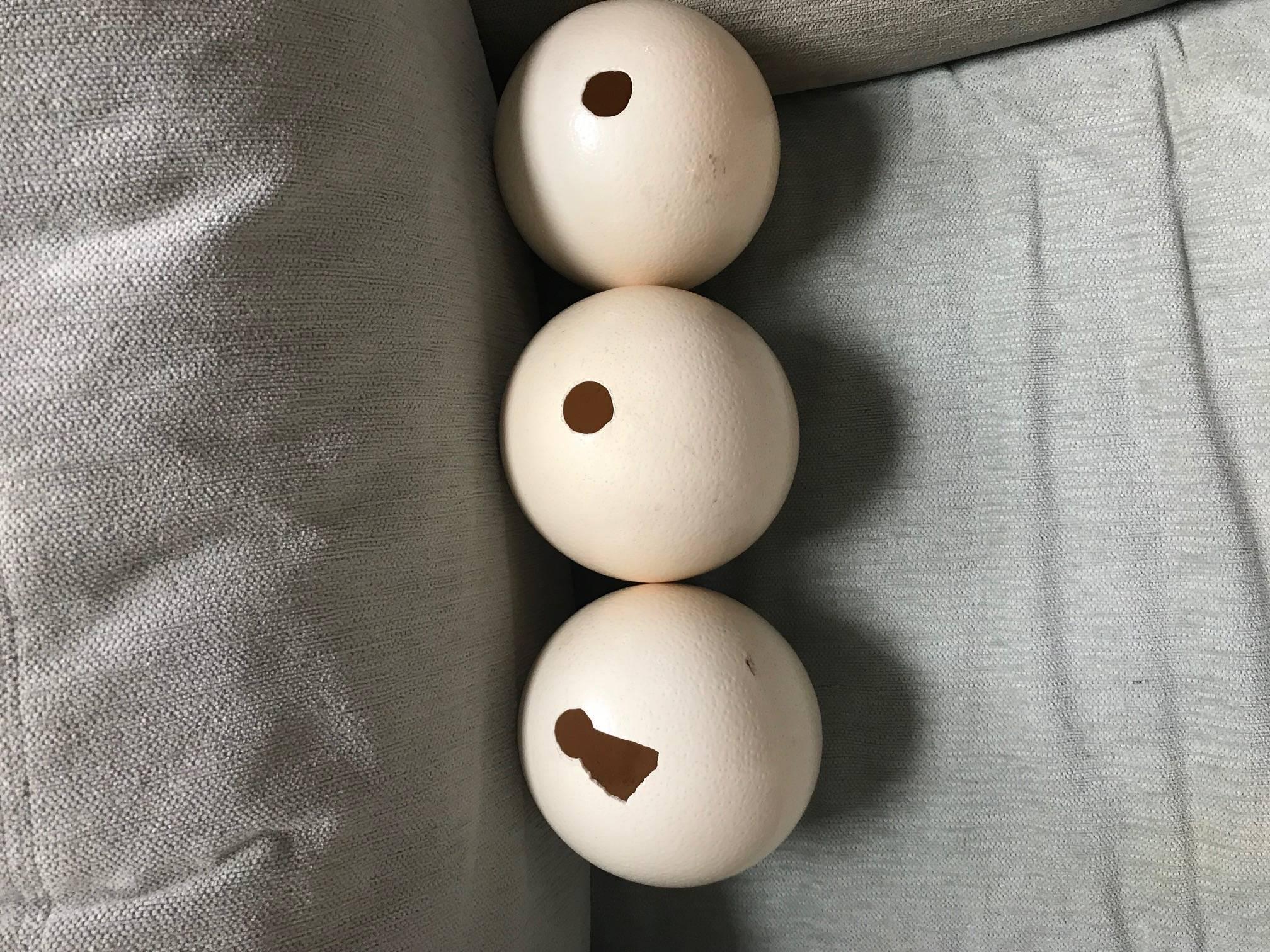 20th Century Three Ostrich Eggs on Decorative Wood Blocks