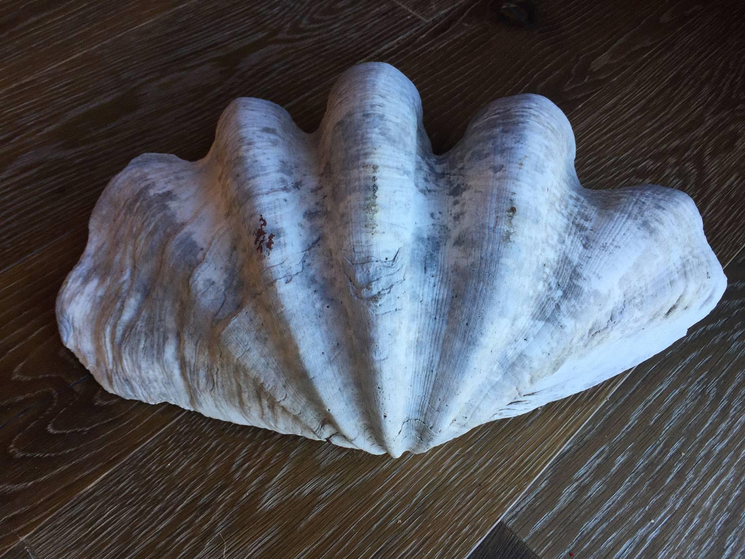 Large Natural Clam Shell. Sure to add a coastal feel to any room.