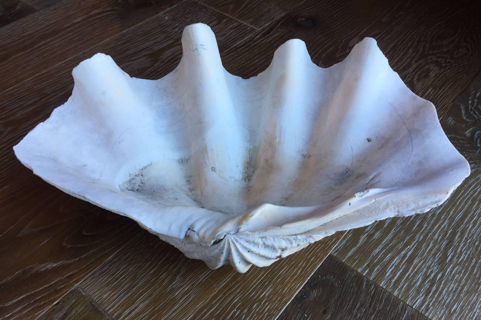 Unknown Clam Shell For Sale