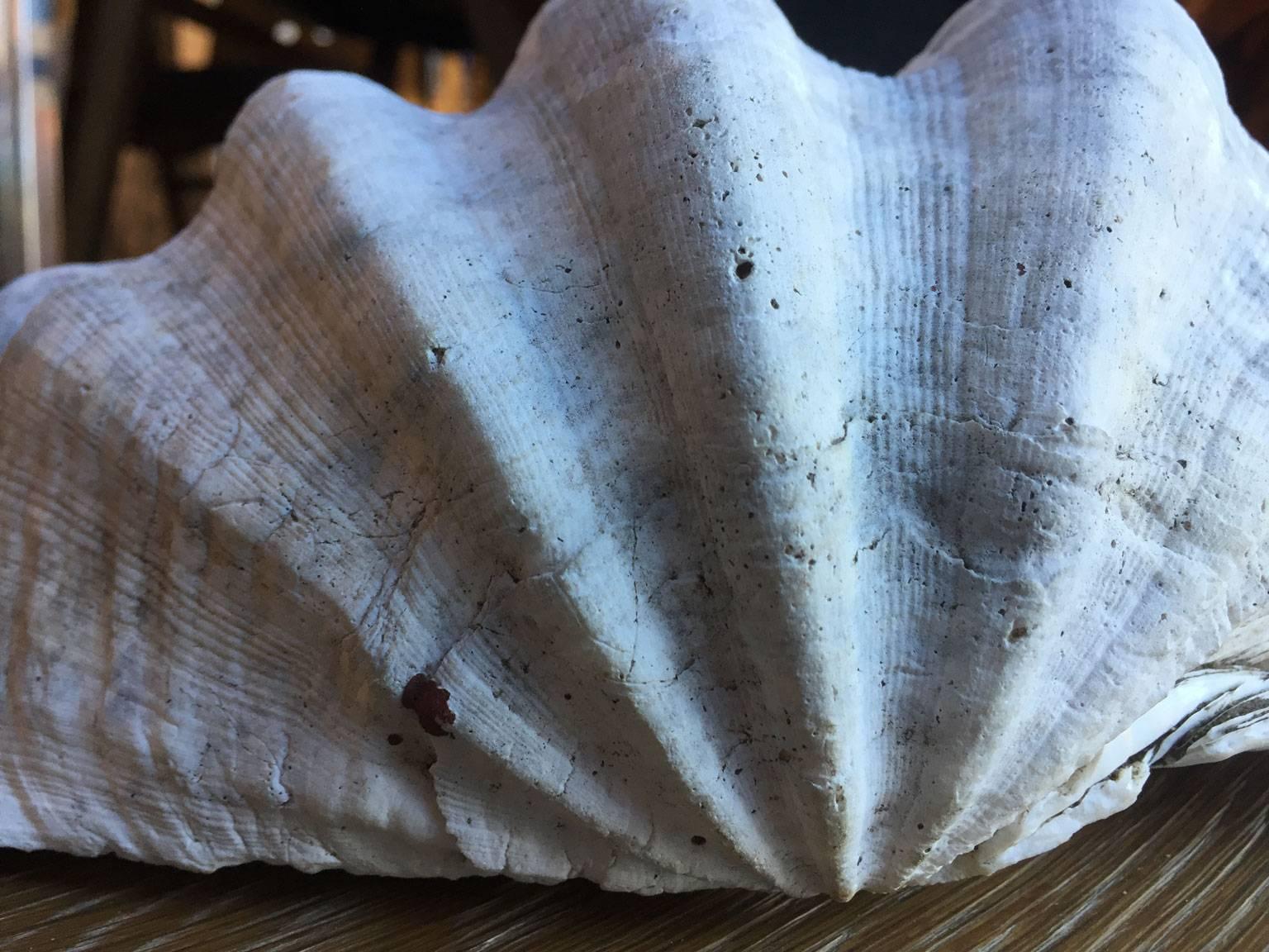 Clam Shell For Sale 1