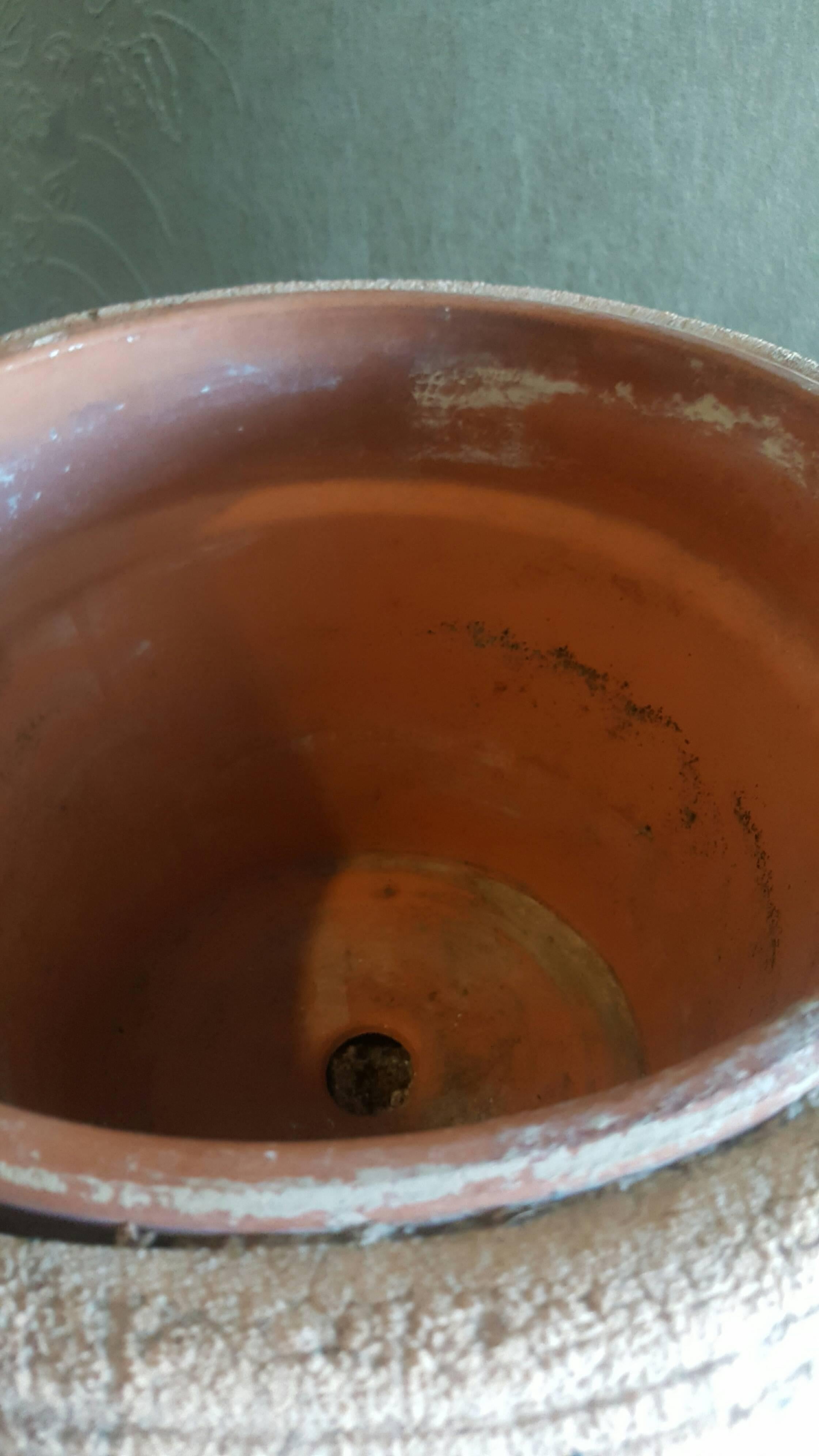 Urna de Terracota Antique French siglo XIX en venta